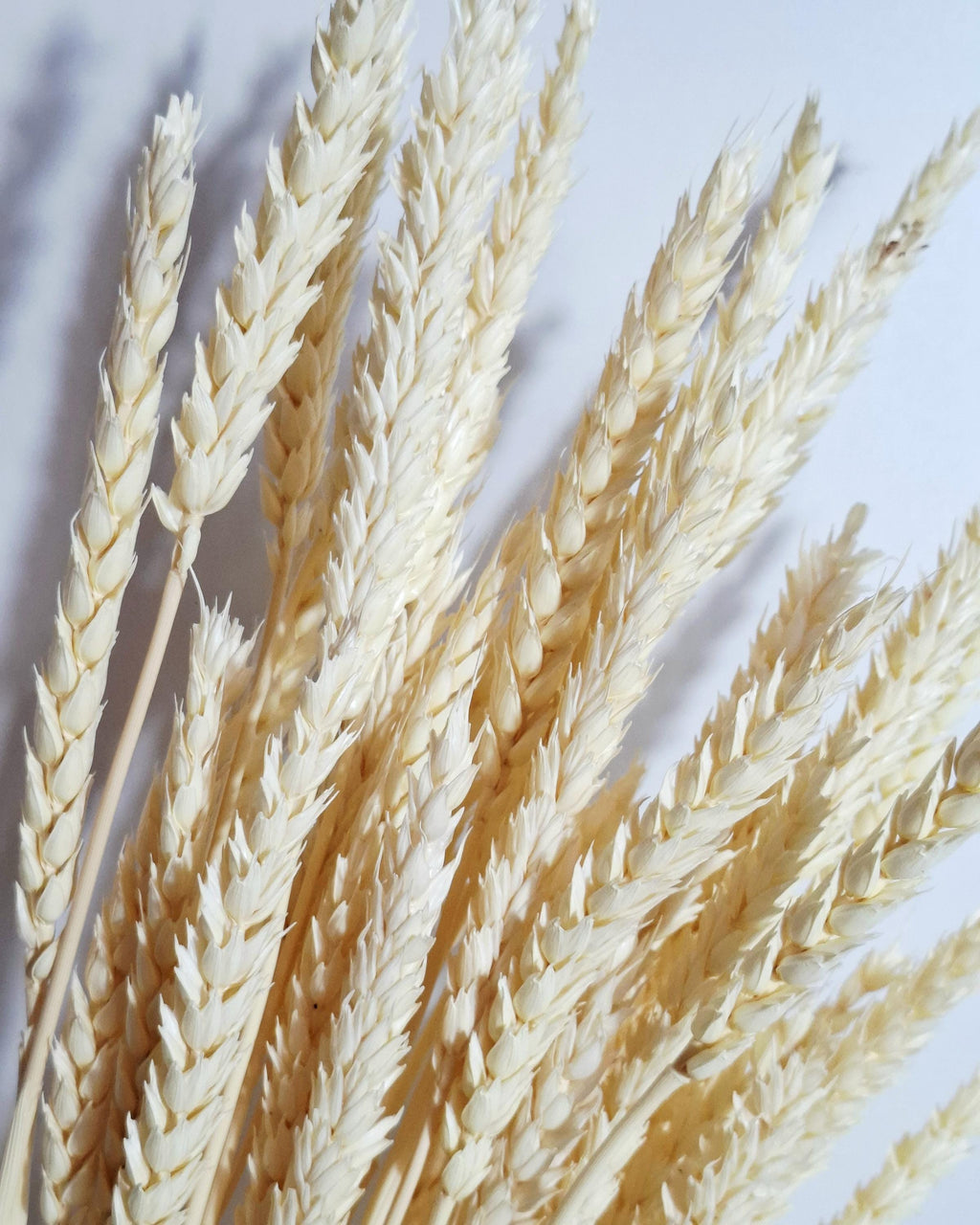 Bleached Wheat Stems Ivory | Dried Wheat Stems | Neutral Floral Supply for Decor Arrangements