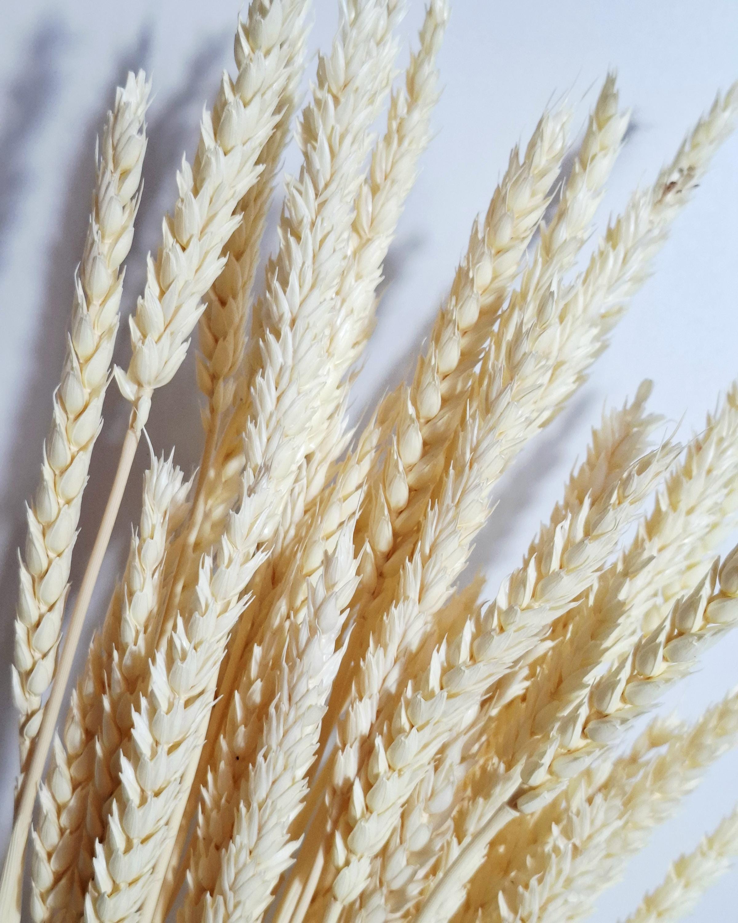 Bleached Wheat Stems Ivory | Dried Wheat Stems | Neutral Floral Supply for Decor Arrangements