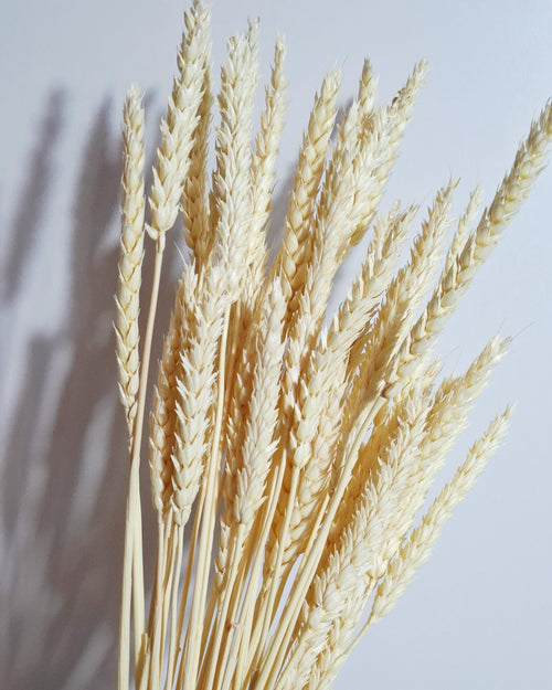 Bleached Wheat Stems Ivory | Dried Wheat Stems | Neutral Floral Supply for Decor Arrangements