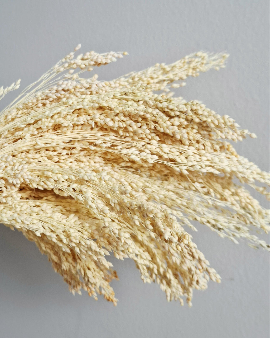 Natural Bleached Dried Stems 40–45 cm, Cream Dried Grass, Dried Flowers Bundle, Boho Decor, Wedding Decor, DIY Craft Material