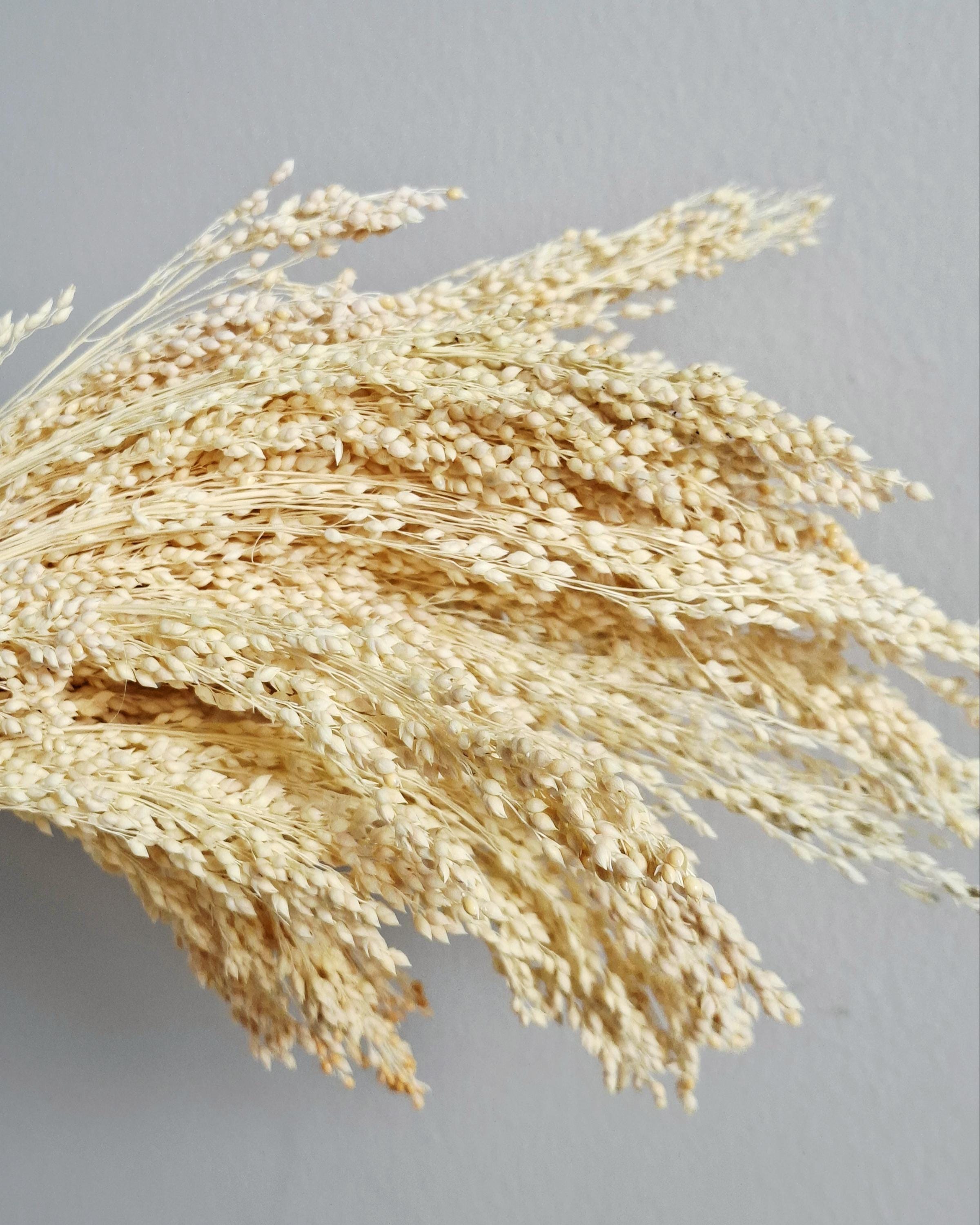 Natural Bleached Dried Stems 40–45 cm, Cream Dried Grass, Dried Flowers Bundle, Boho Decor, Wedding Decor, DIY Craft Material