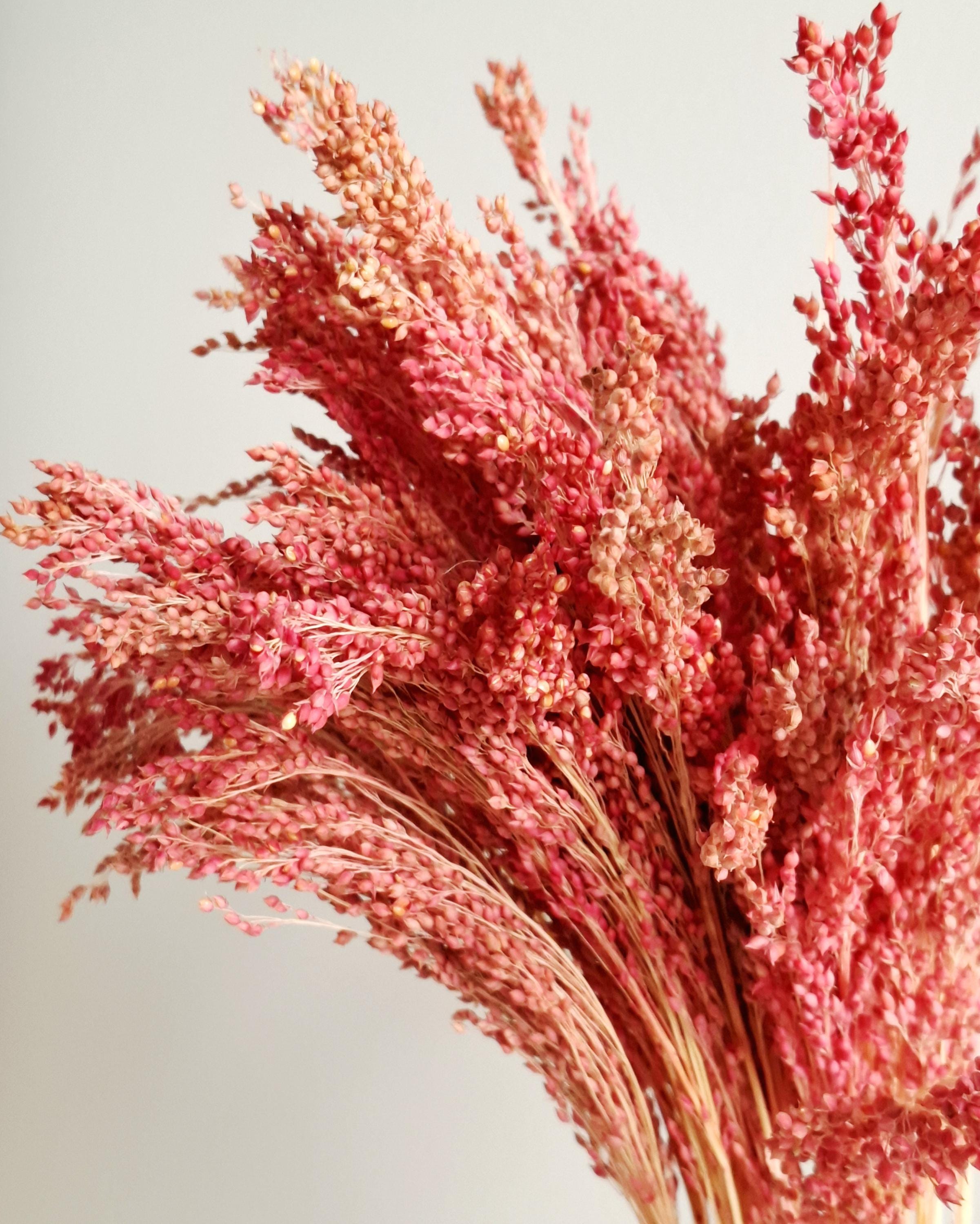 Muted Red Dried Millet Stems 40–45 cm, Dyed Dried Flowers, Floral Supply, Craft Material, DIY Decor, Florist Stems, Bulk Stems