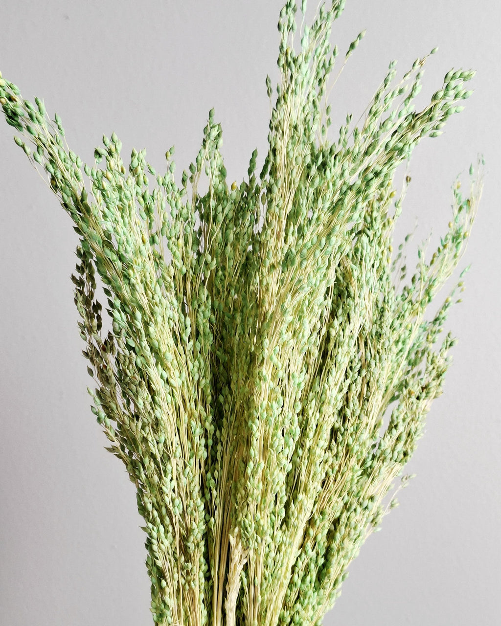 Green Dried Millet Stems, Preserved Floral Supply, Natural Craft Material, DIY Florist Stems, Boho Wedding Flowers, Bulk Dried Grass