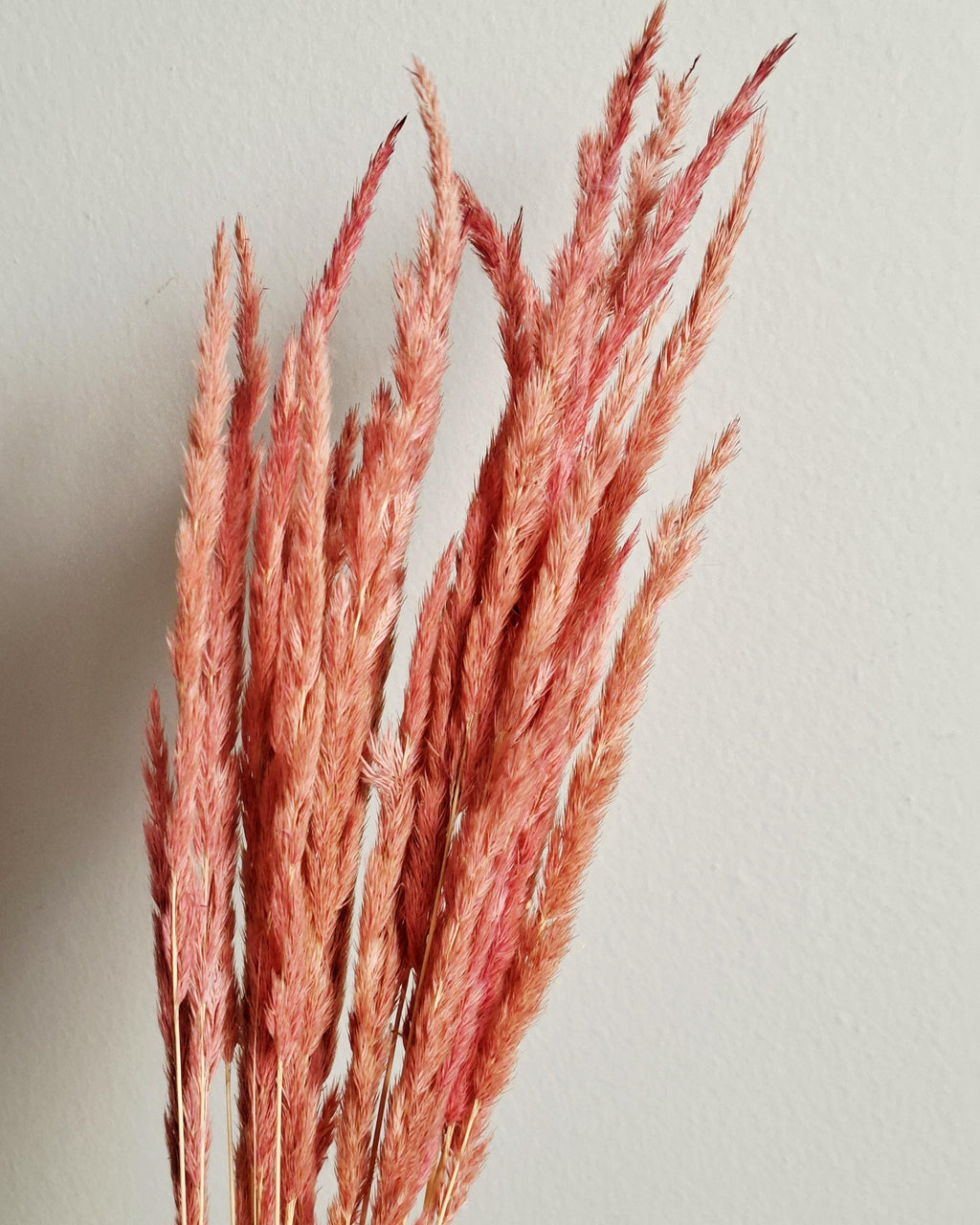 Dried Calamagrostis Pink Stems 55-60 cm, Soft Dusty Pink Reed Grass, Floral Supply, DIY Craft Material, Boho Vase Decor