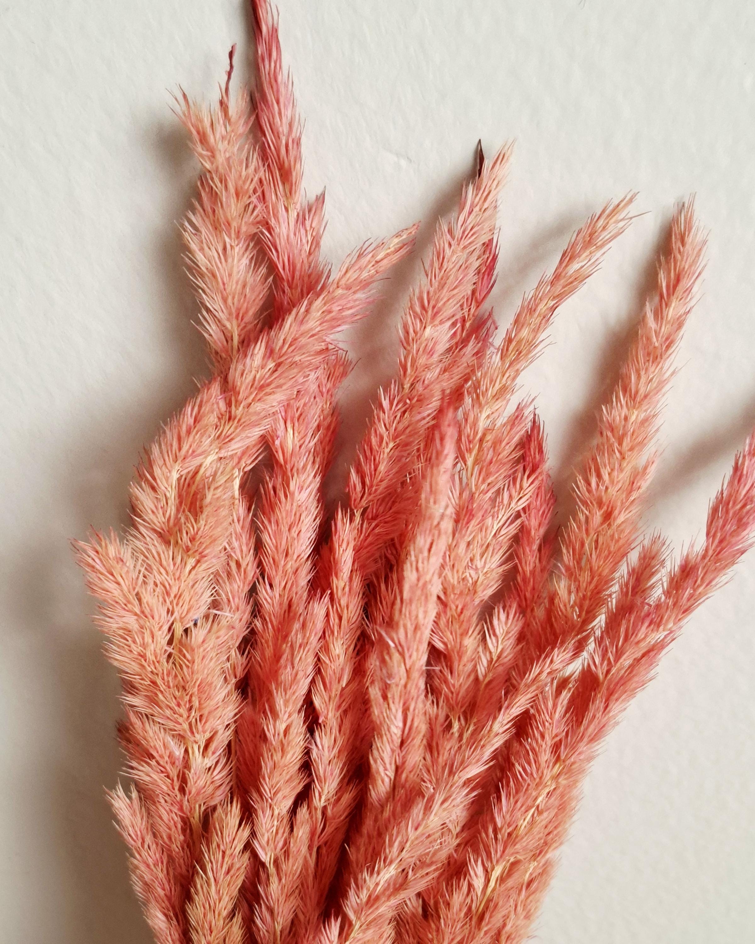 Dried Calamagrostis Pink Stems 55-60 cm, Soft Dusty Pink Reed Grass, Floral Supply, DIY Craft Material, Boho Vase Decor