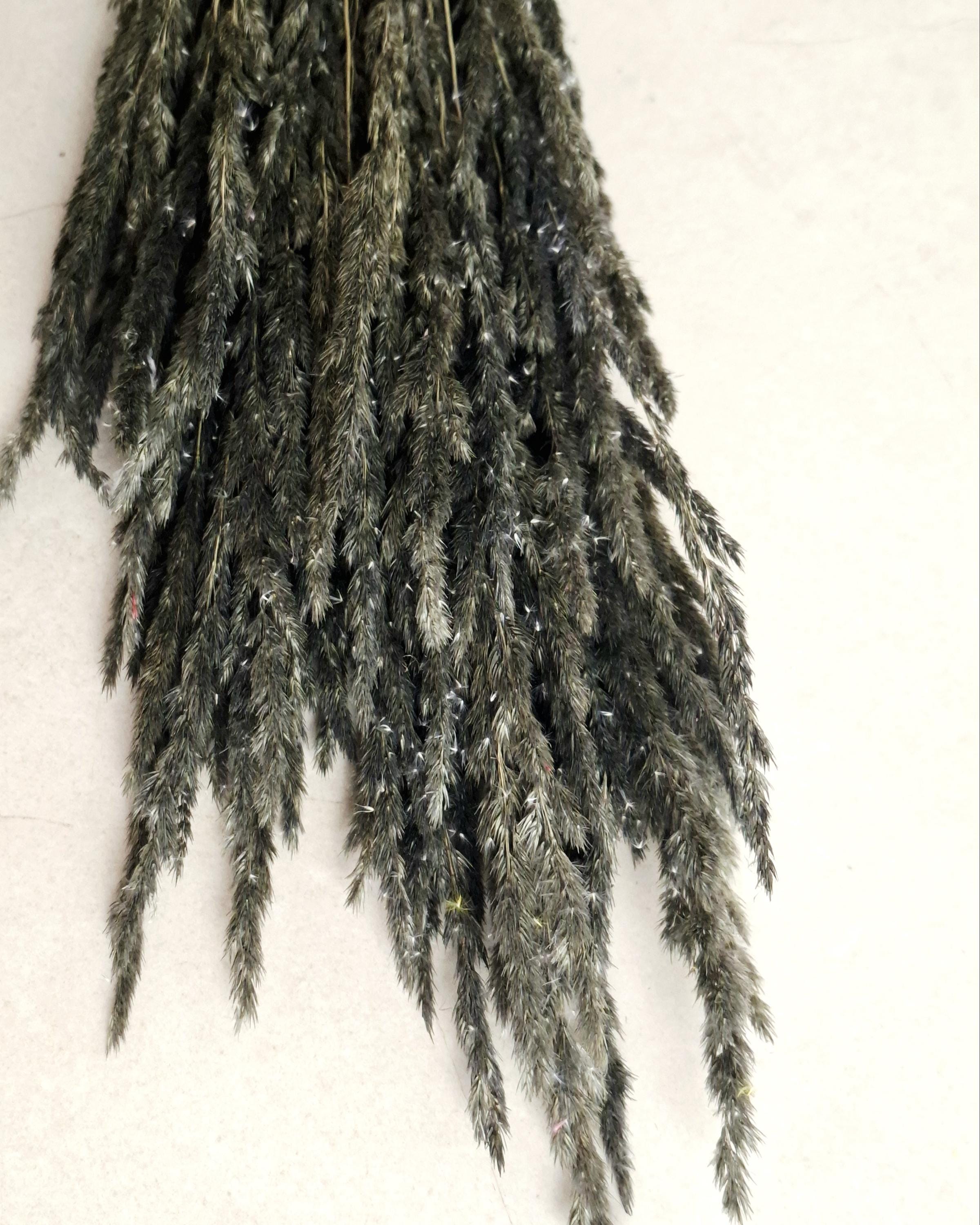 Dried Black Calamagrostis Stems 55-60 cm Dark Reed Grass Floral Supply DIY Material Moody Minimal Decor