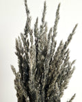 Dried Black Calamagrostis Stems 55-60 cm Dark Reed Grass Floral Supply DIY Material Moody Minimal Decor