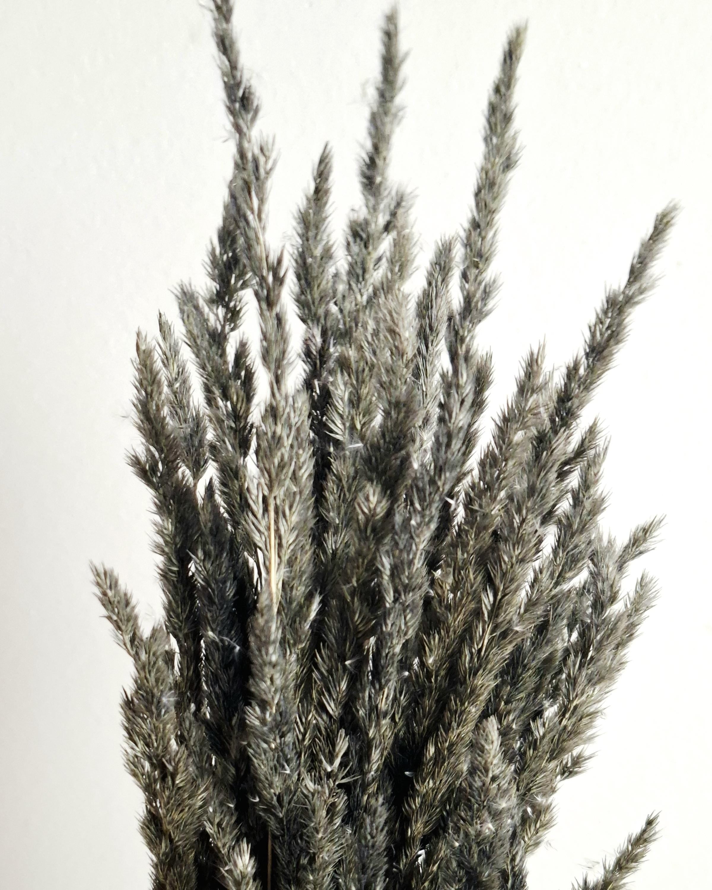 Dried Black Calamagrostis Stems 55-60 cm Dark Reed Grass Floral Supply DIY Material Moody Minimal Decor