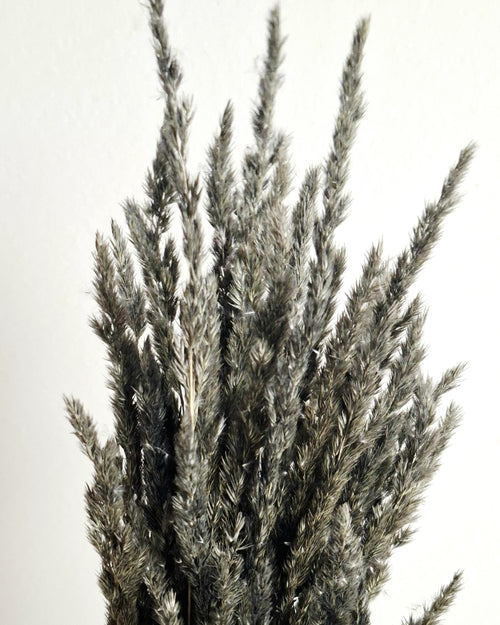 Dried Black Calamagrostis Stems 55-60 cm Dark Reed Grass Floral Supply DIY Material Moody Minimal Decor