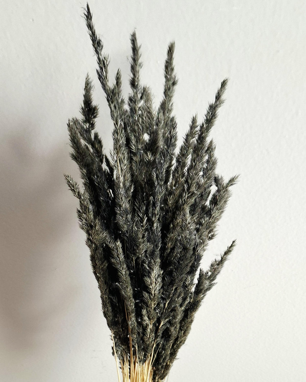 Dried Black Calamagrostis Stems 55-60 cm Dark Reed Grass Floral Supply DIY Material Moody Minimal Decor