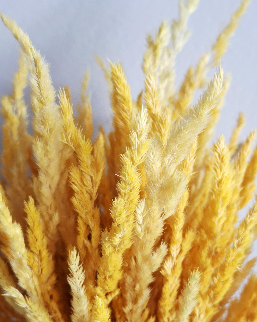 Dried Reed Grass 50-55 cm – Natural Yellow Calamagrostis Stems for Vase, Boho Home Decor, Rustic Wedding, Dried Flower