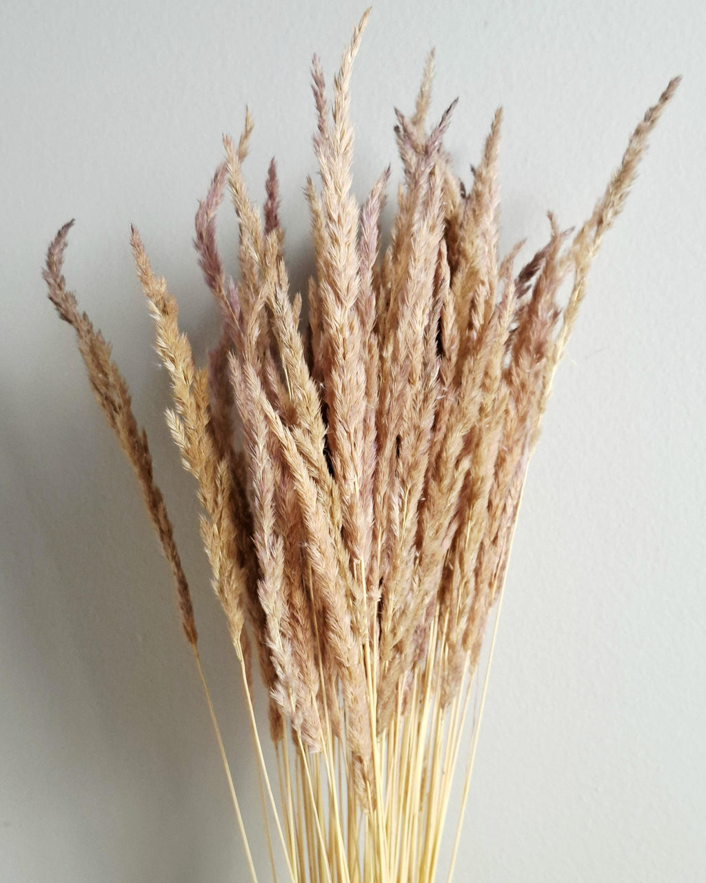 Dried calamagrostis stems natural beige pink dried grass soft neutral boho decor floral material 55-60 cm