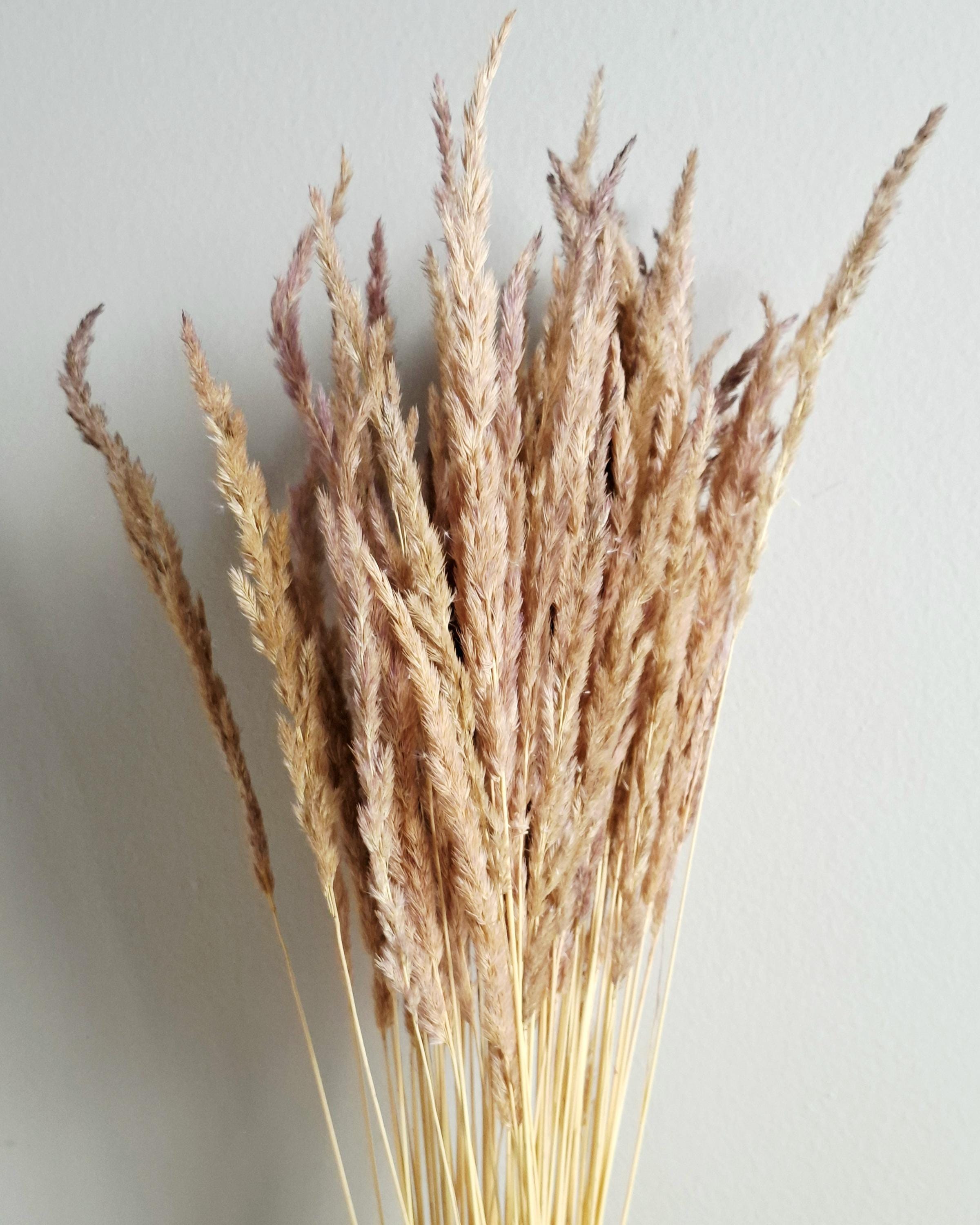 Dried calamagrostis stems natural beige pink dried grass soft neutral boho decor floral material 55-60 cm