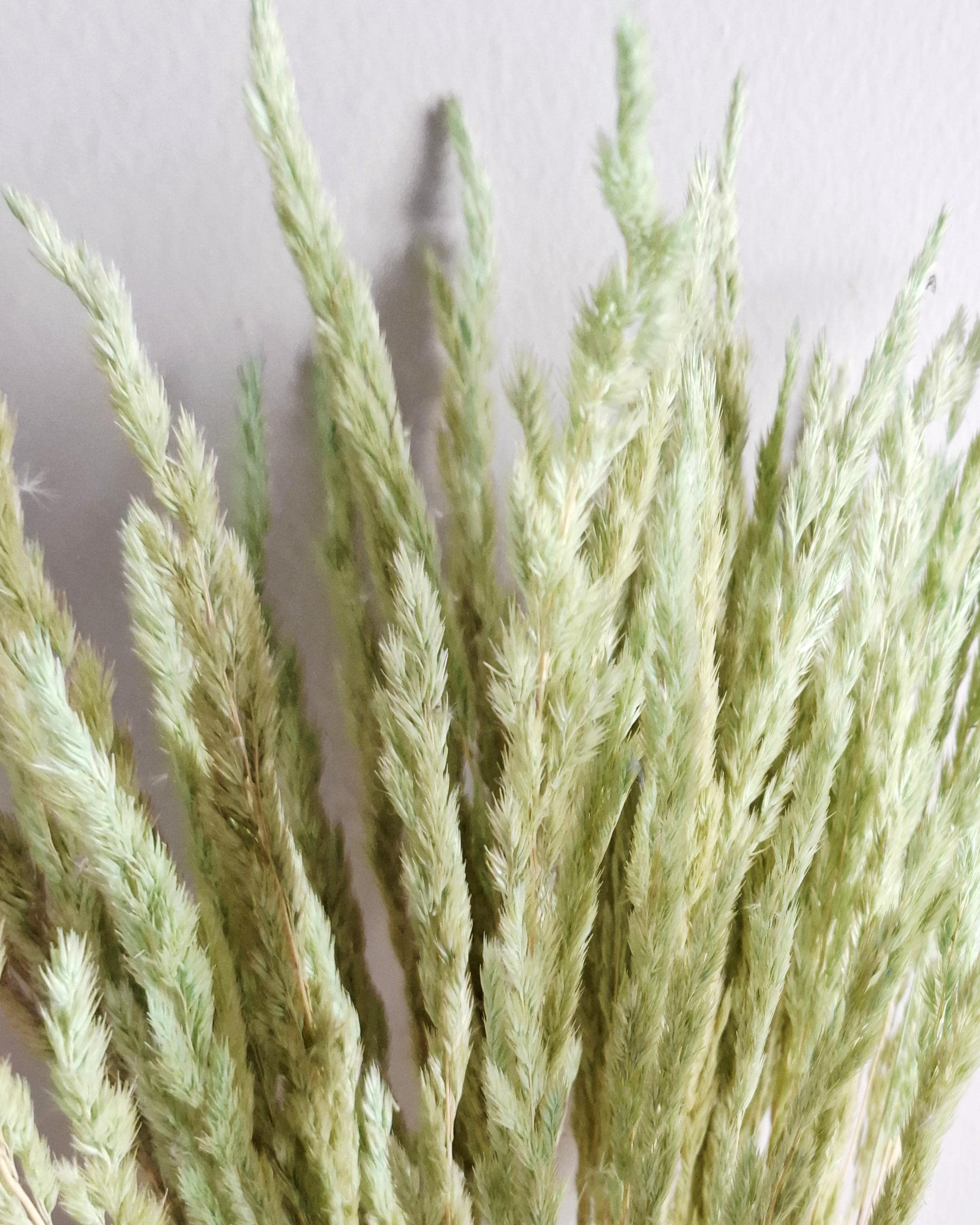 Natural dried calamagrostis stems light green soft pastel dried grass boho decor floral material 55-60 cm