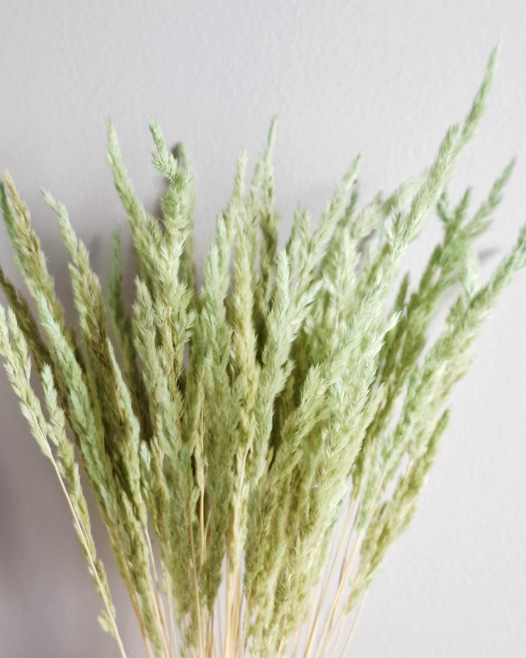 Natural dried calamagrostis stems light green soft pastel dried grass boho decor floral material 55-60 cm