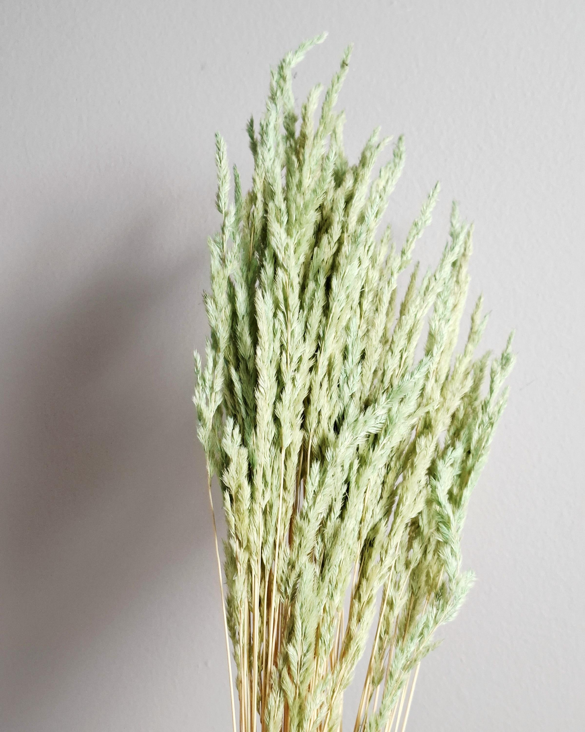 Natural dried calamagrostis stems light green soft pastel dried grass boho decor floral material 55-60 cm