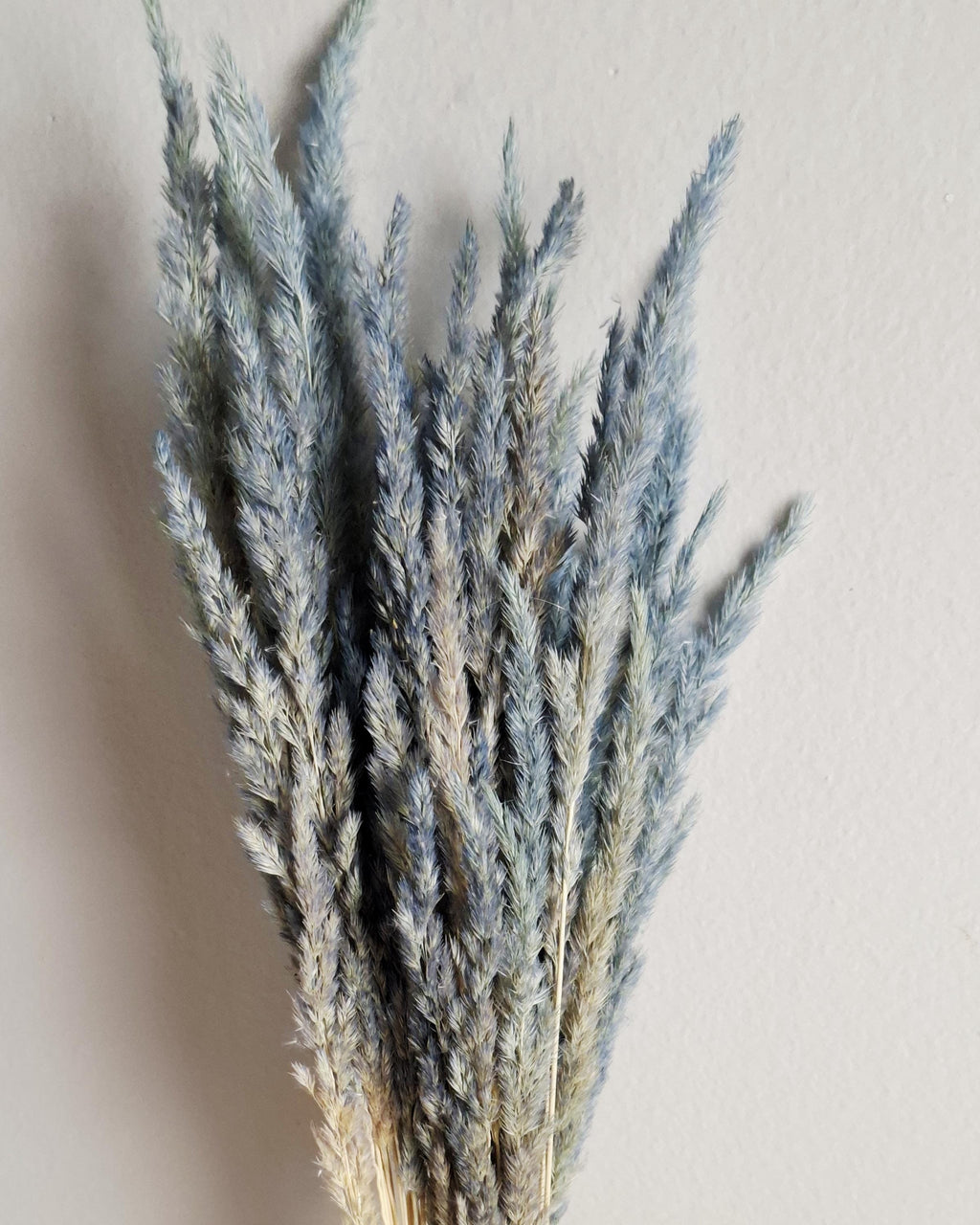 Dried calamagrostis grey blue 55–60 cm | Natural dried grass for home decor boho arrangements and floral designs