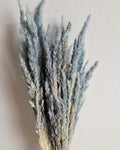 Dried calamagrostis grey blue 55–60 cm | Natural dried grass for home decor boho arrangements and floral designs