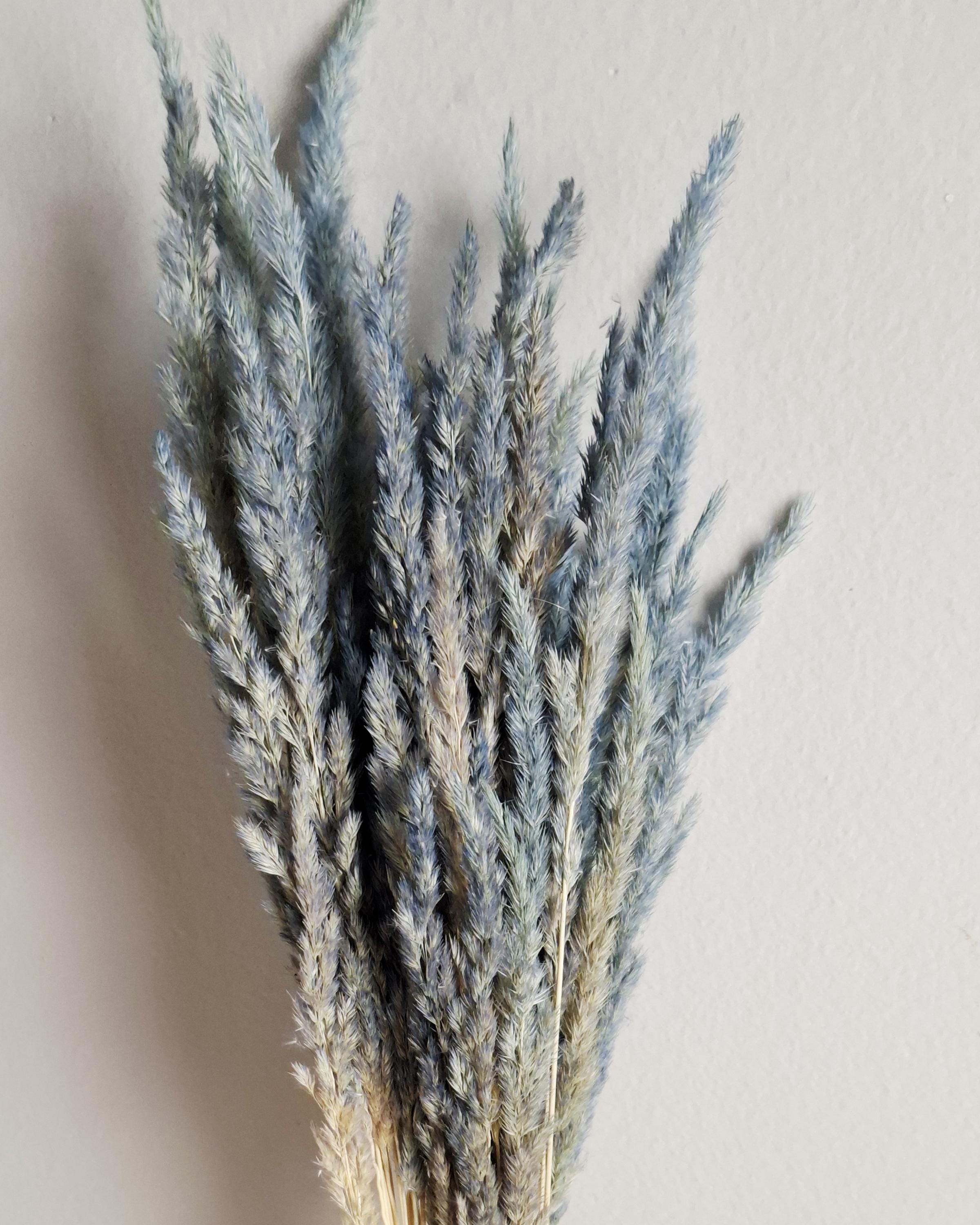 Dried calamagrostis grey blue 55–60 cm | Natural dried grass for home decor boho arrangements and floral designs