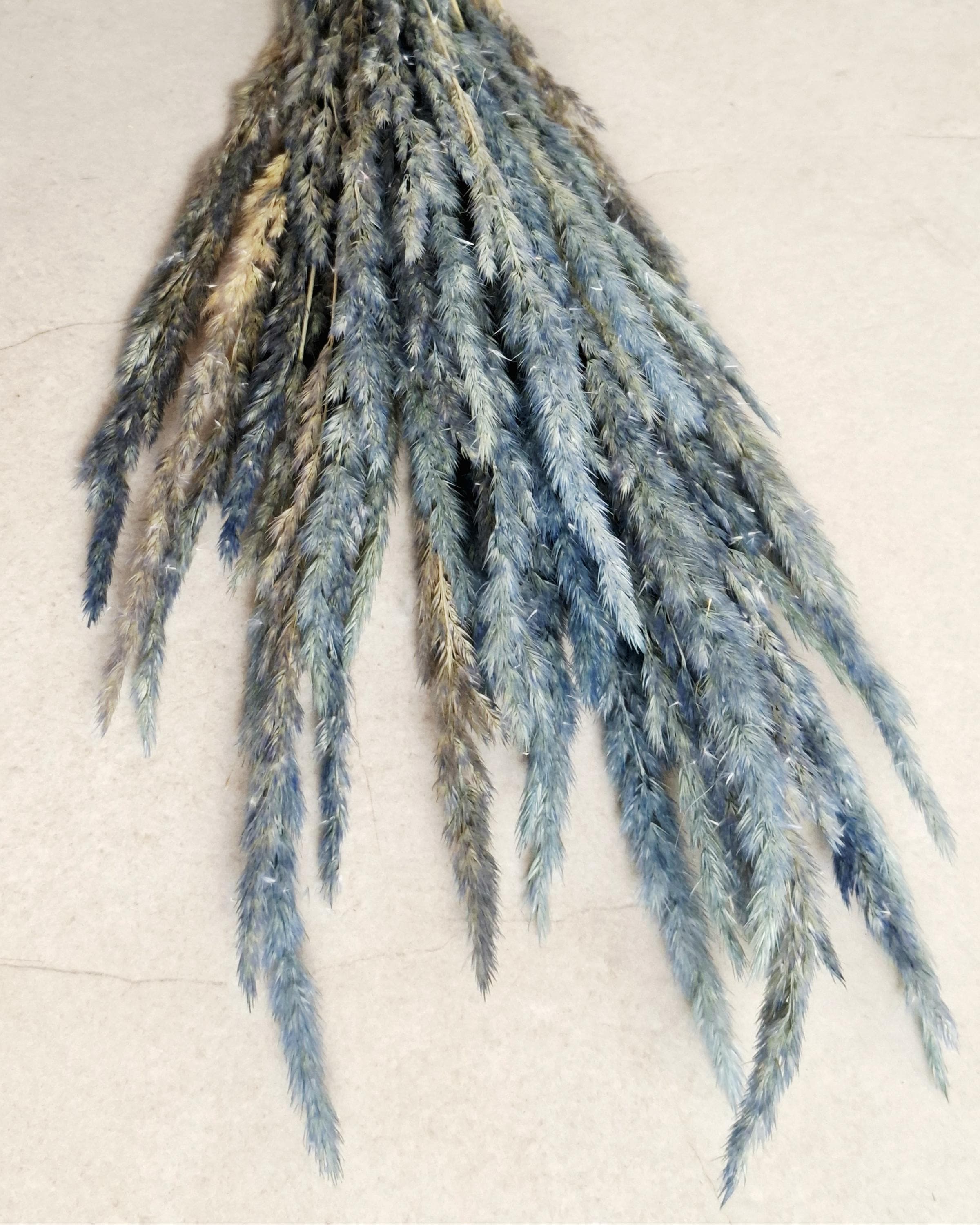 Dried calamagrostis grey blue 55–60 cm | Natural dried grass for home decor boho arrangements and floral designs
