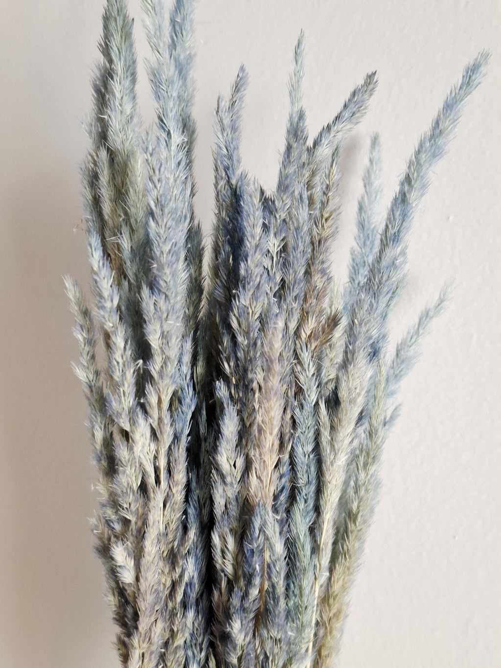 Dried calamagrostis grey blue 55–60 cm | Natural dried grass for home decor boho arrangements and floral designs