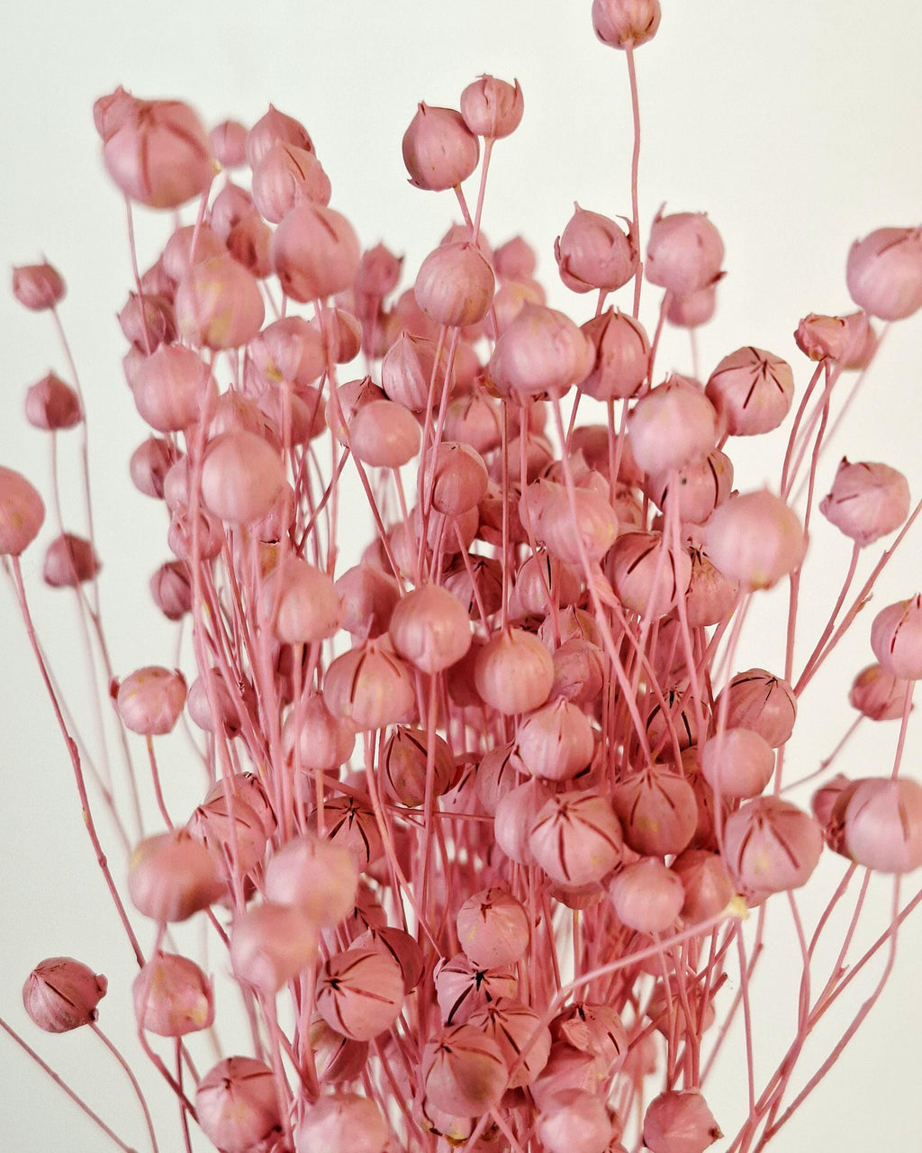 Pink Dyed Flax Stems 40–45 cm | Dried Flax Bouquet | Boho Floral Decor | Vase Arrangement | Wedding & Craft Supply