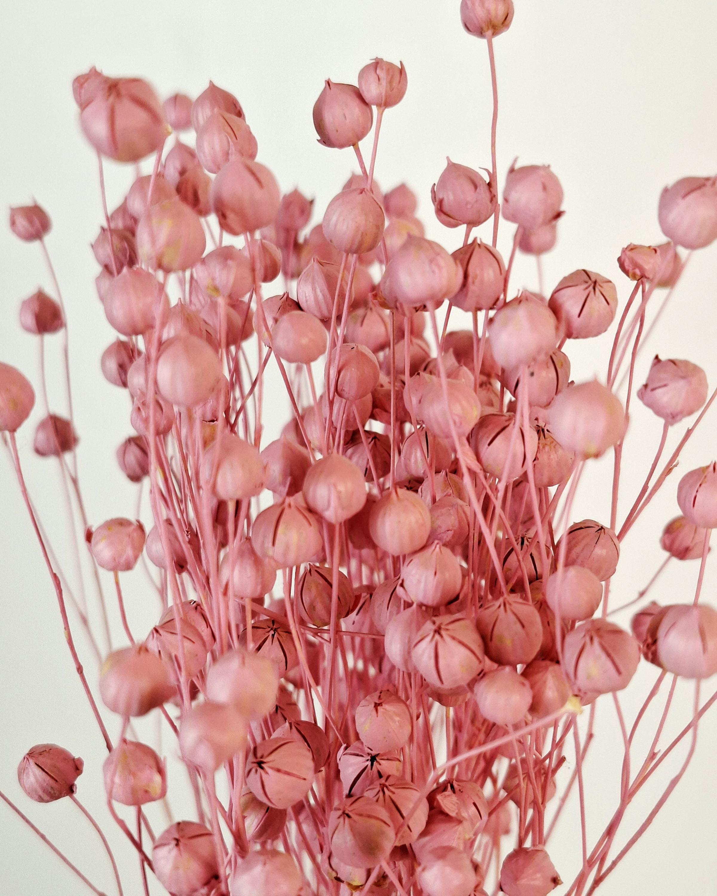 Pink Dyed Flax Stems 40–45 cm | Dried Flax Bouquet | Boho Floral Decor | Vase Arrangement | Wedding & Craft Supply