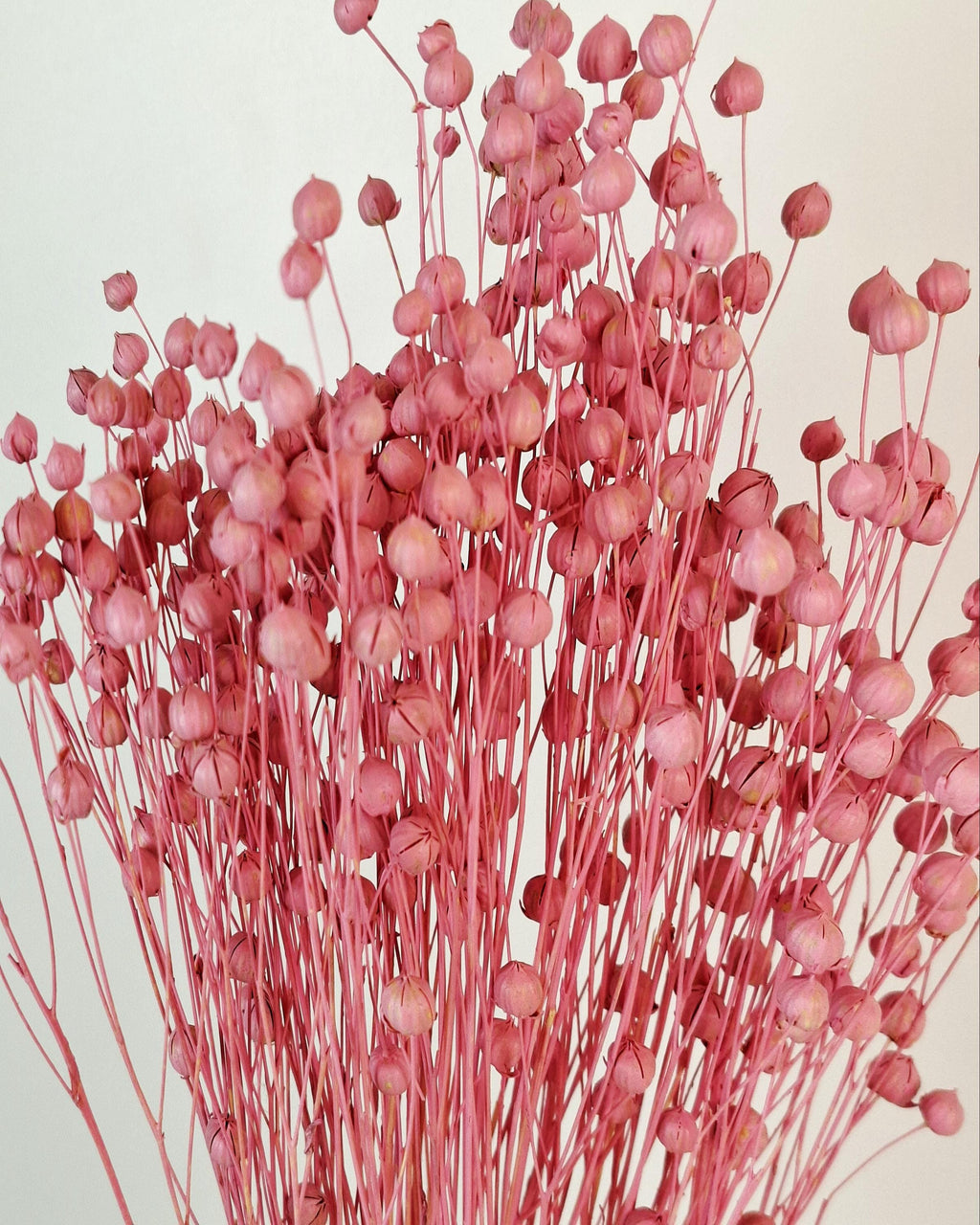 Pink Dyed Flax Stems 40–45 cm | Dried Flax Bouquet | Boho Floral Decor | Vase Arrangement | Wedding & Craft Supply