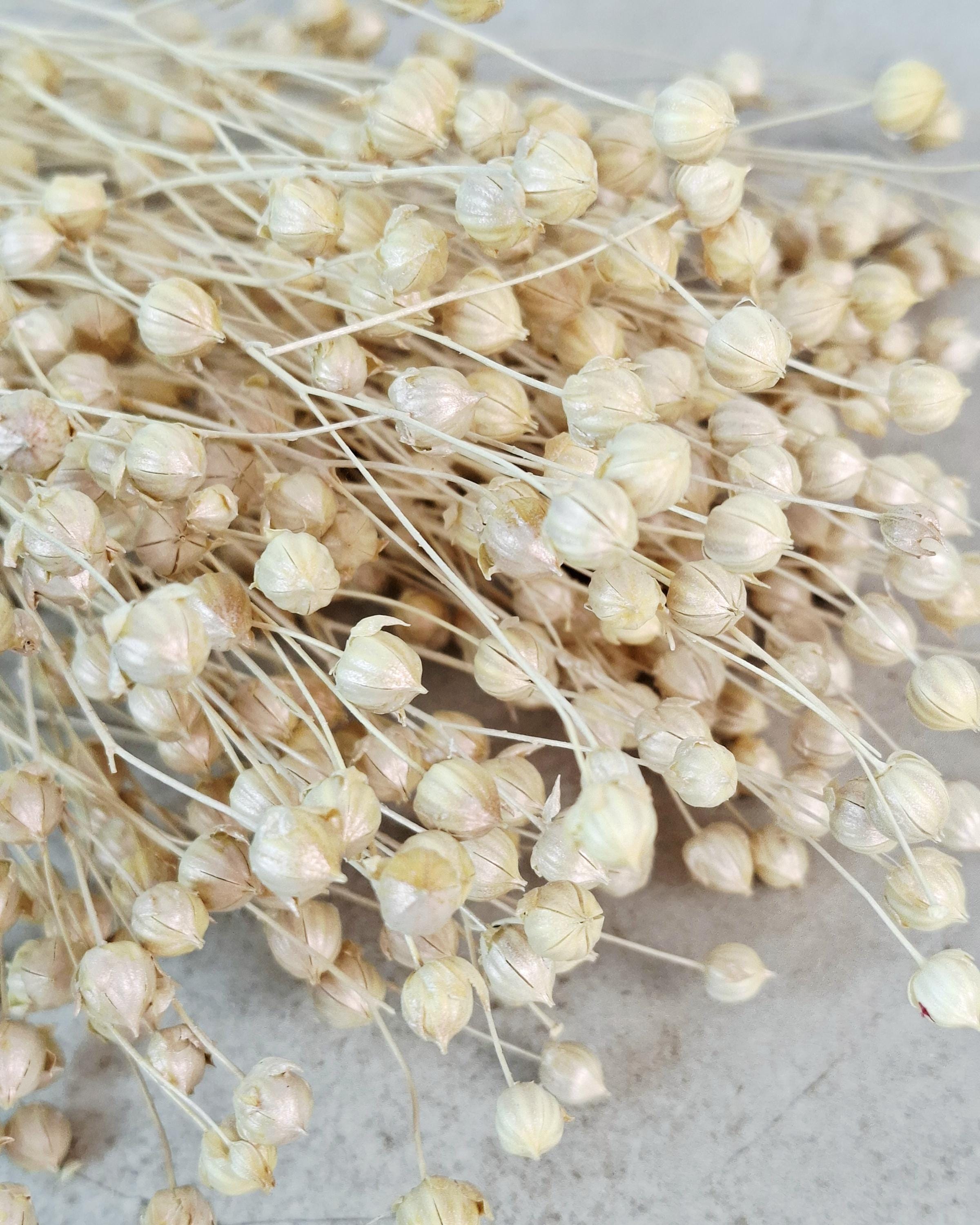 Pearl Dried Flax Stems | Ivory Dried Flowers | Floral Supply for Arrangements | Neutral Decor
