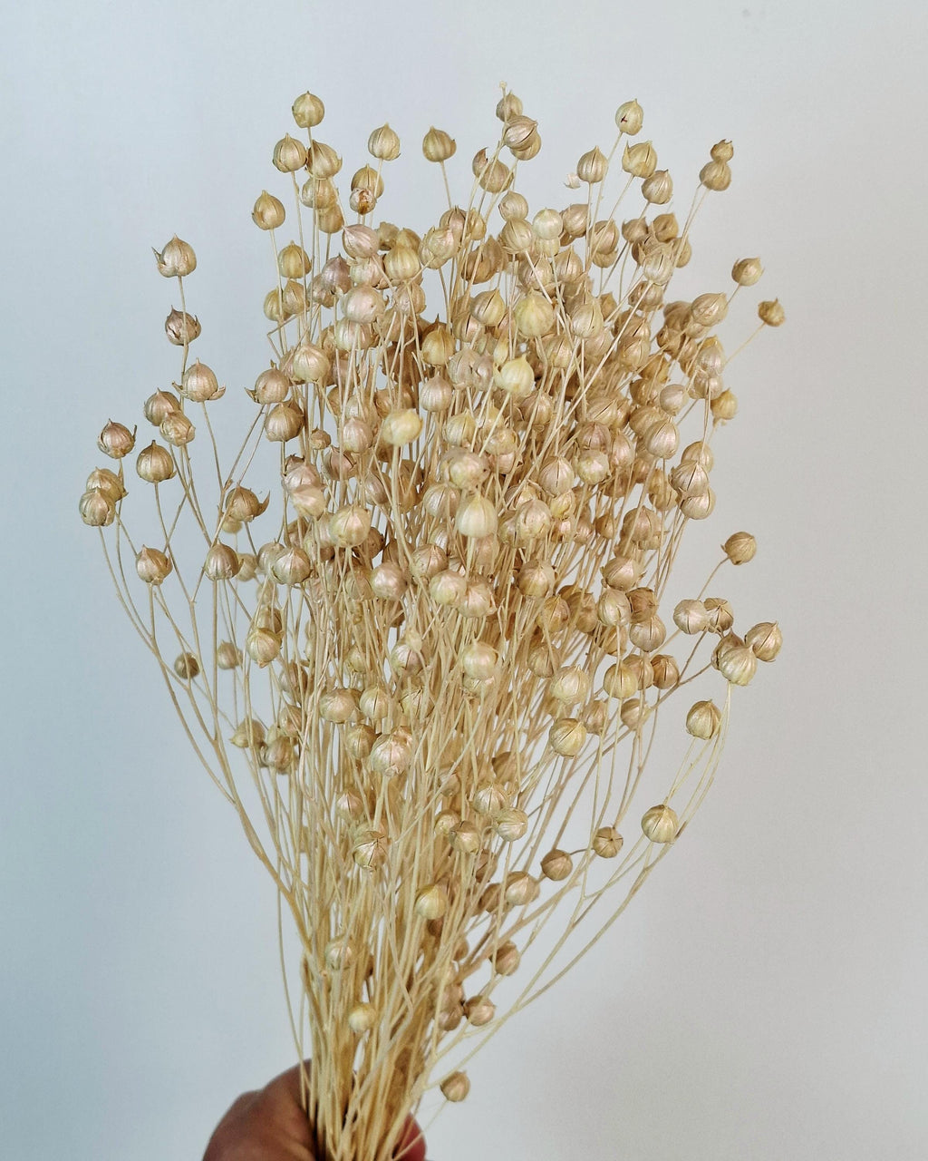 Pearl Dried Flax Stems | Ivory Dried Flowers | Floral Supply for Arrangements | Neutral Decor
