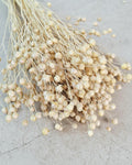 Pearl Dried Flax Stems | Ivory Dried Flowers | Floral Supply for Arrangements | Neutral Decor