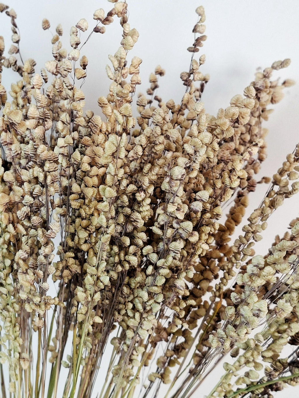 Natural Dried Briza Grass | 50–55 cm | Bunny Tail Alternative | Neutral Beige Dried Flowers | Rustic Home Decor.