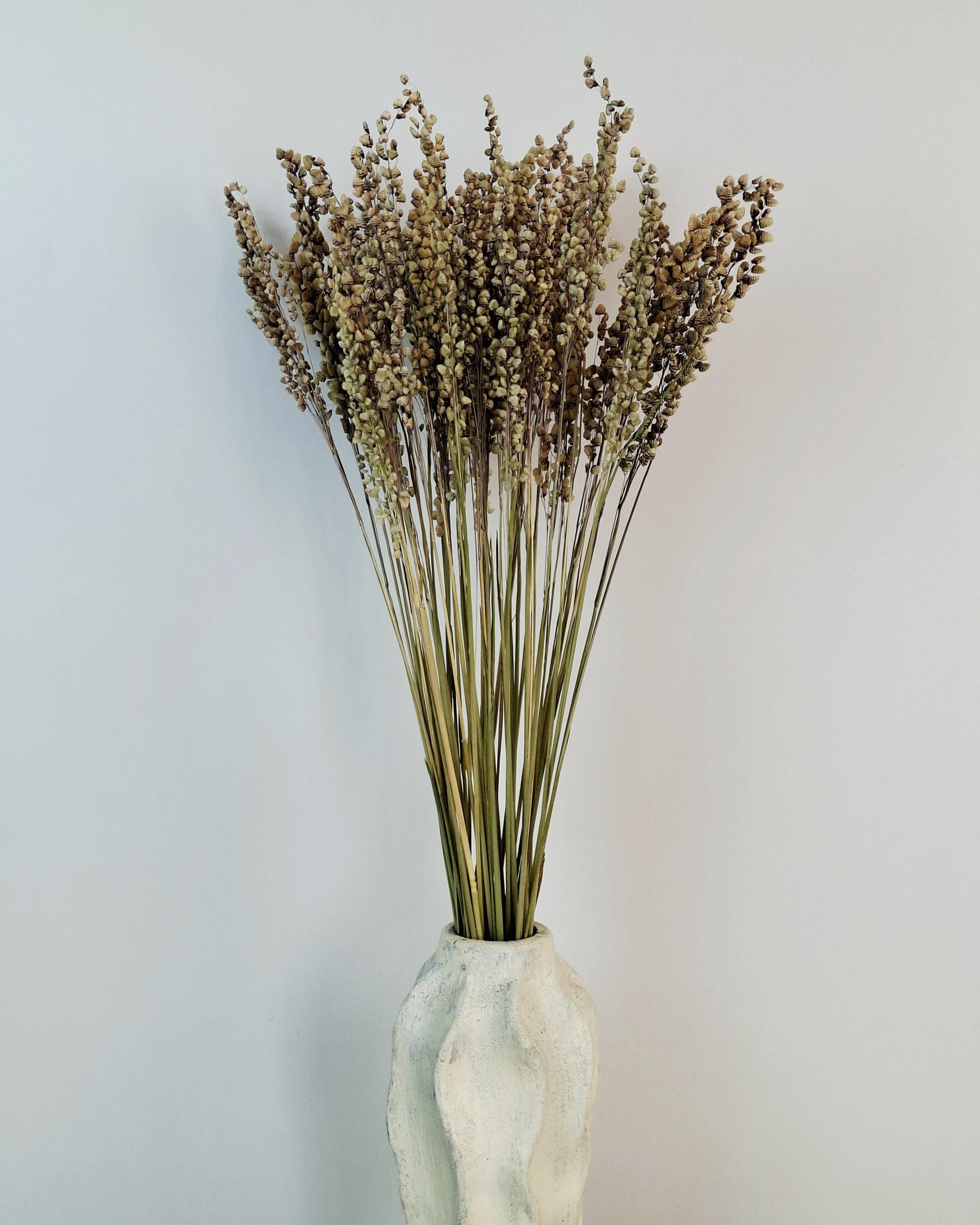 Natural Dried Briza Grass | 50–55 cm | Bunny Tail Alternative | Neutral Beige Dried Flowers | Rustic Home Decor.