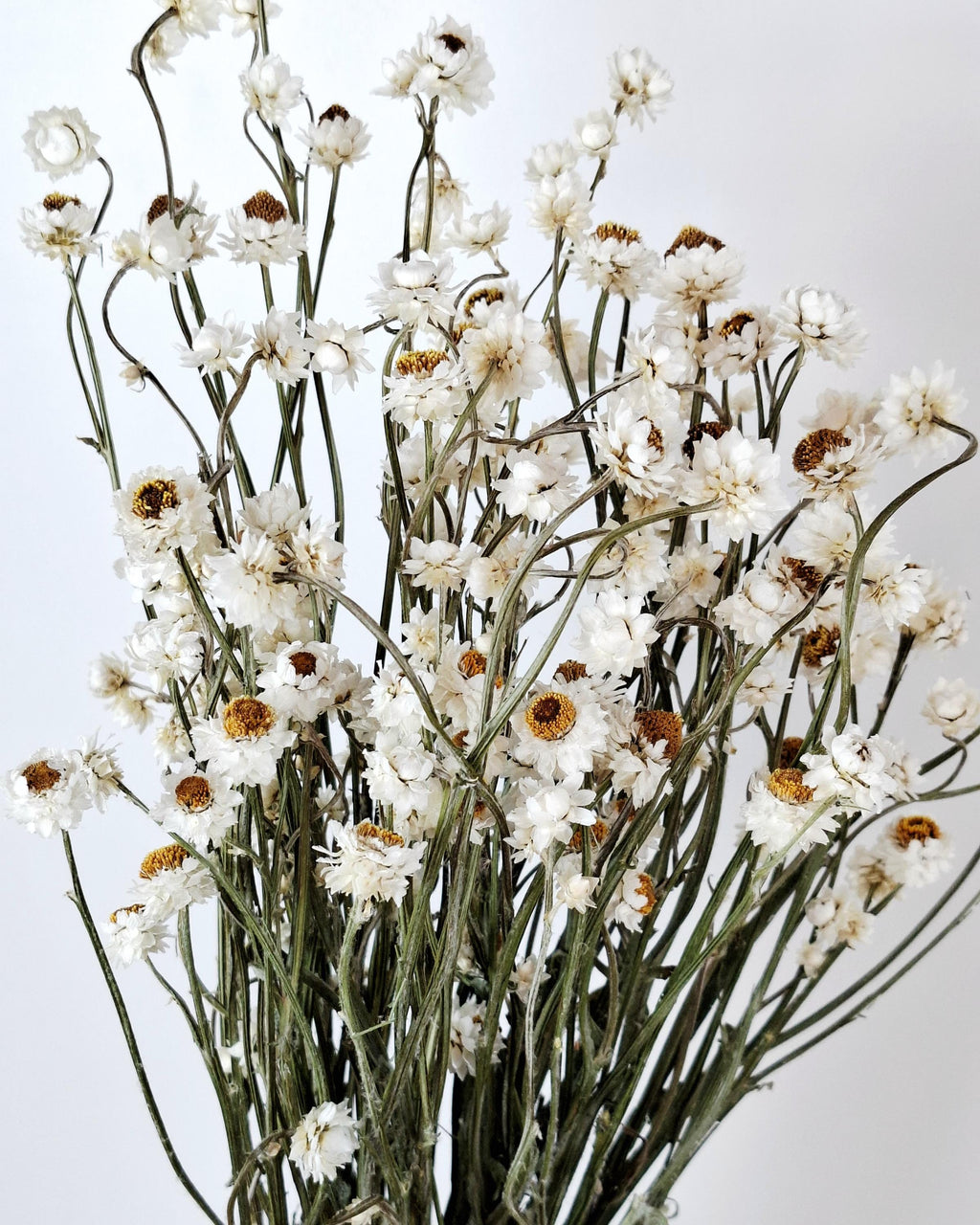 White Dried Flowers Ammobium Stems, Stabilized Flowers, Dried Flower Bouquet, DIY Floral Supplies, Boho Neutral Home Decor