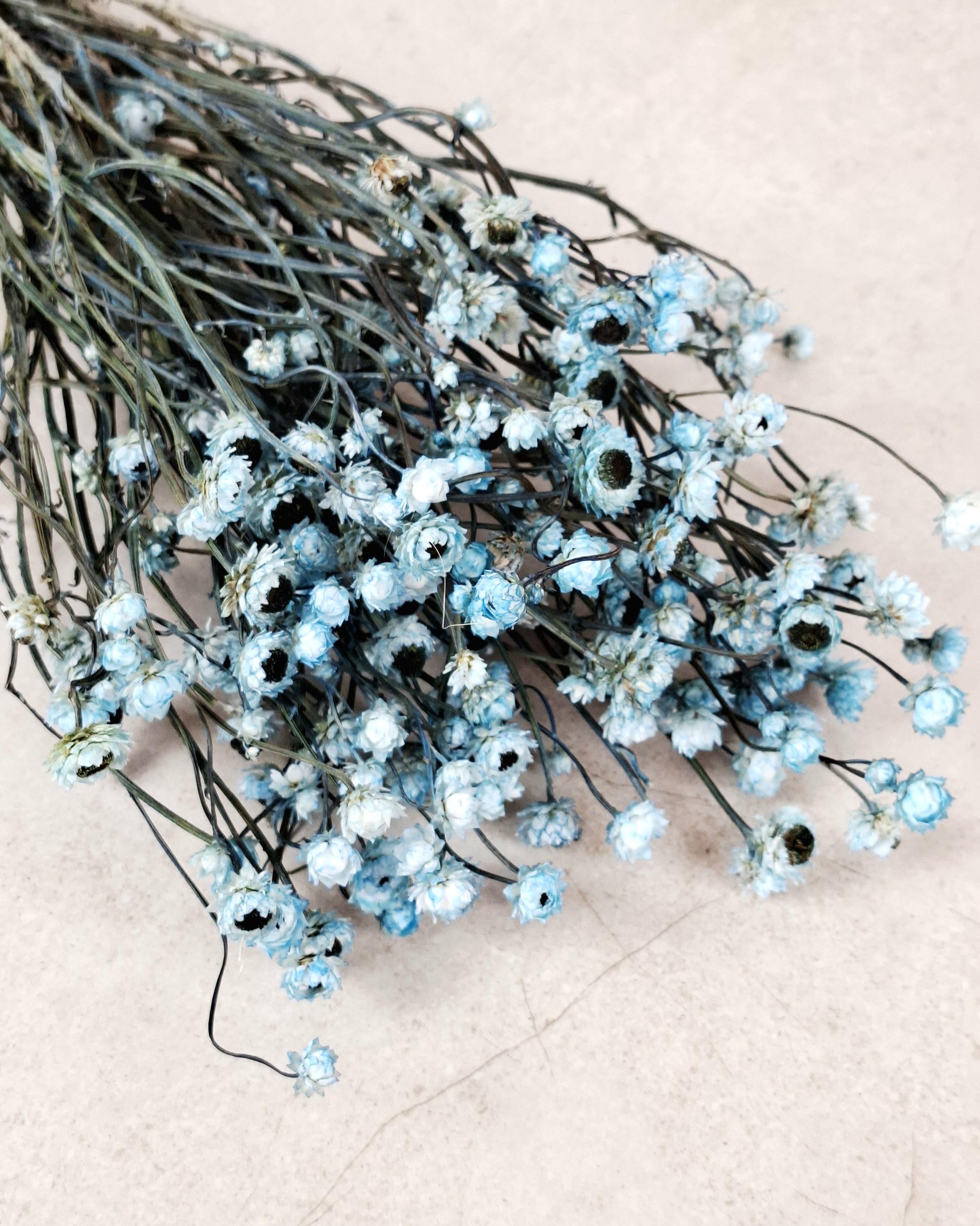 Blue Ammobium Stems, Stabilized Dried Flowers, Floral Supply, DIY Craft Flowers, Bouquet Material, Wedding Decor, Candle Decor