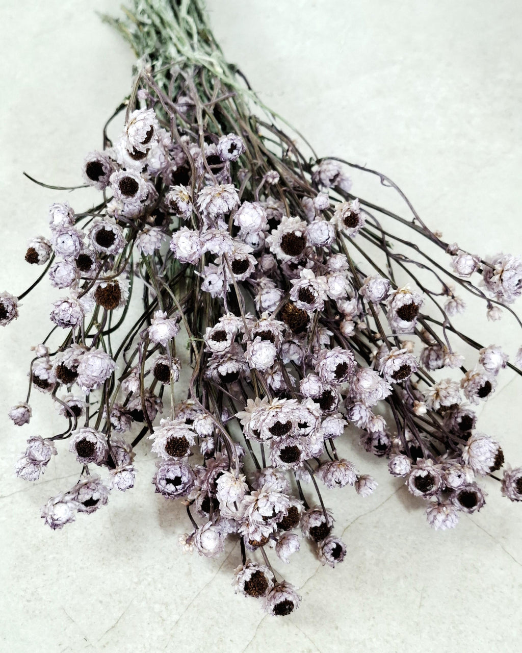 Dusty Lavender Ammobium Stems, Stabilized Dried Flowers, Floral Supply, DIY Craft Flowers, Wedding Florist Material, Candle Decor
