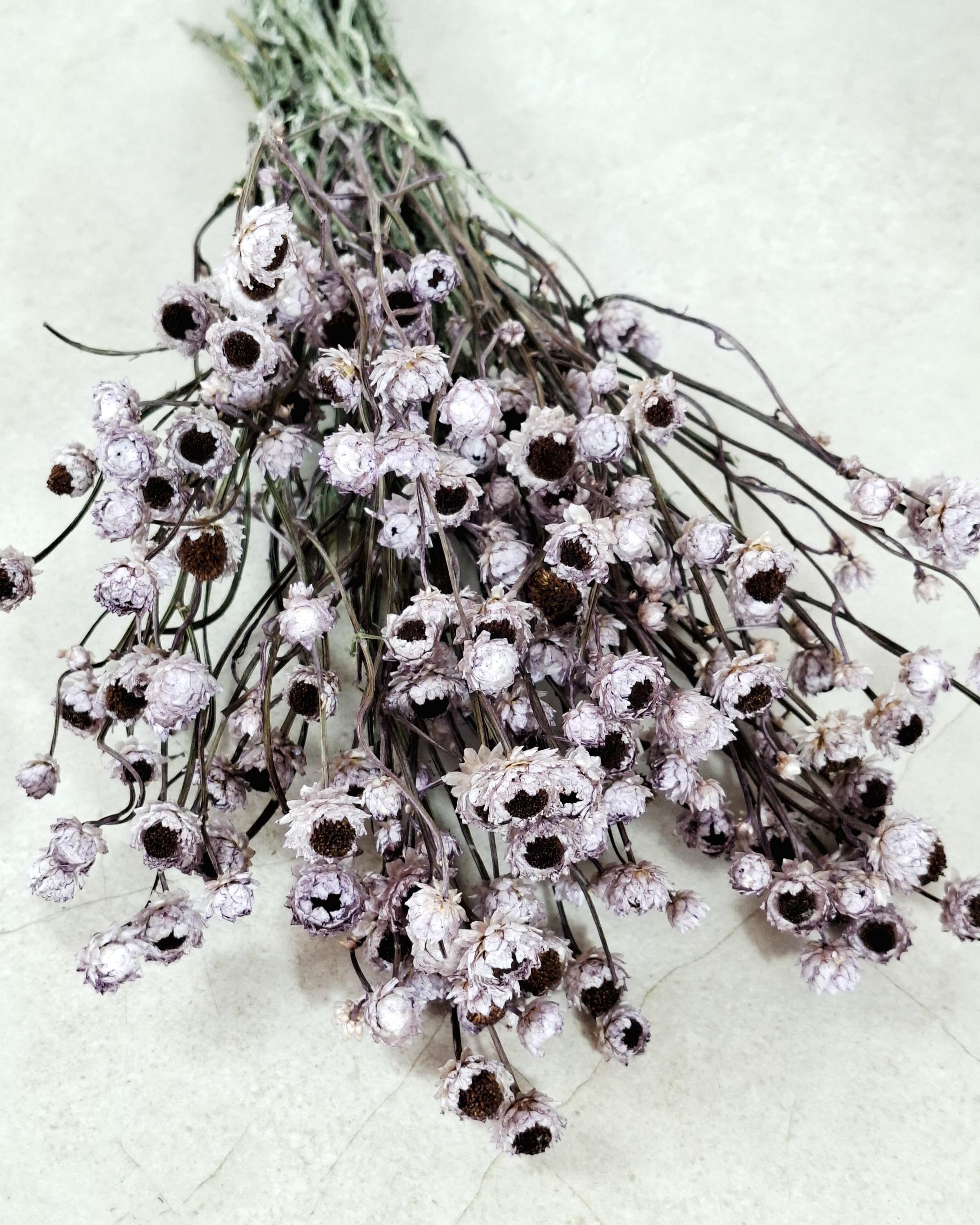Dusty Lavender Ammobium Stems, Stabilized Dried Flowers, Floral Supply, DIY Craft Flowers, Wedding Florist Material, Candle Decor