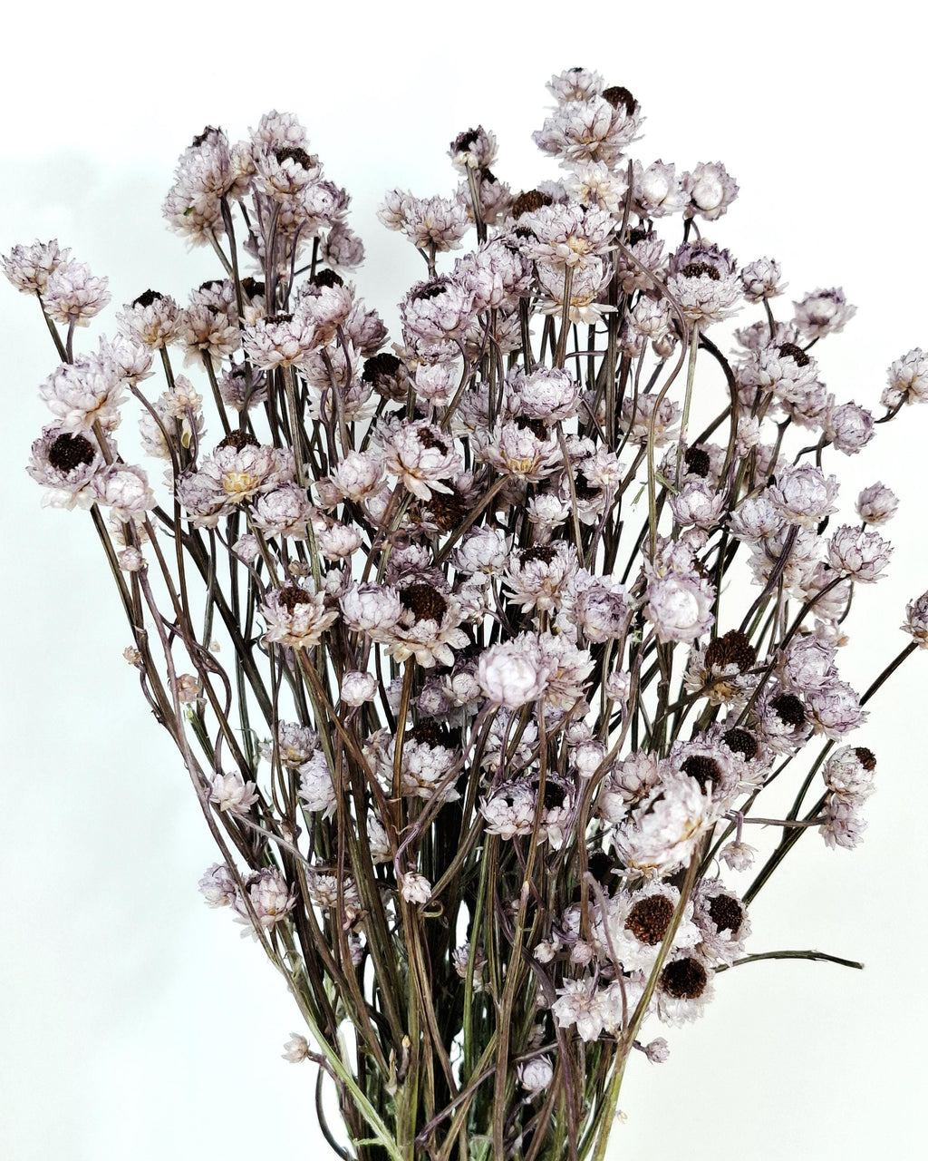 Dusty Lavender Ammobium Stems, Stabilized Dried Flowers, Floral Supply, DIY Craft Flowers, Wedding Florist Material, Candle Decor