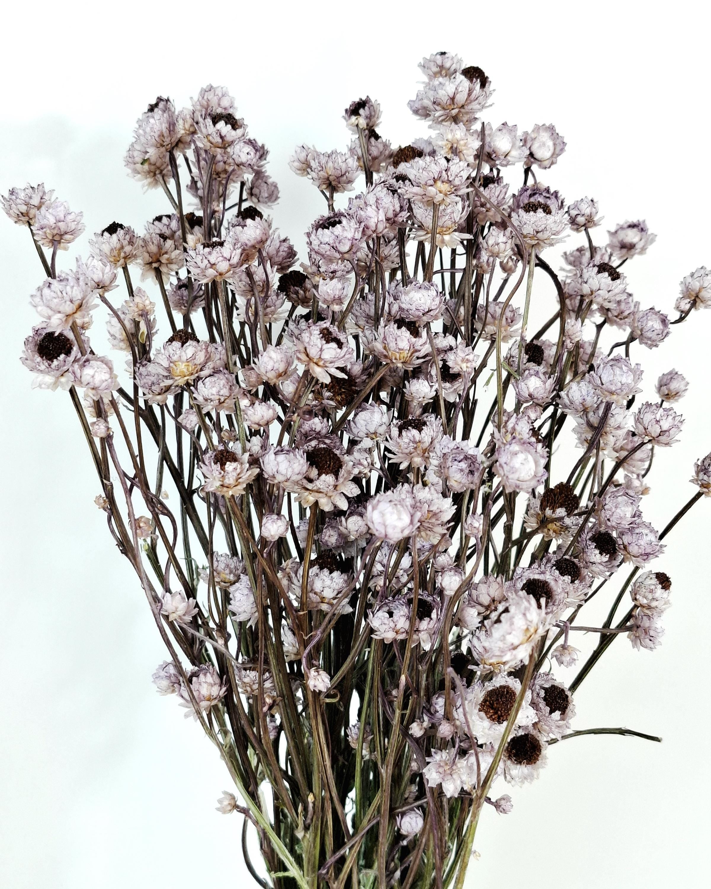 Dusty Lavender Ammobium Stems, Stabilized Dried Flowers, Floral Supply, DIY Craft Flowers, Wedding Florist Material, Candle Decor