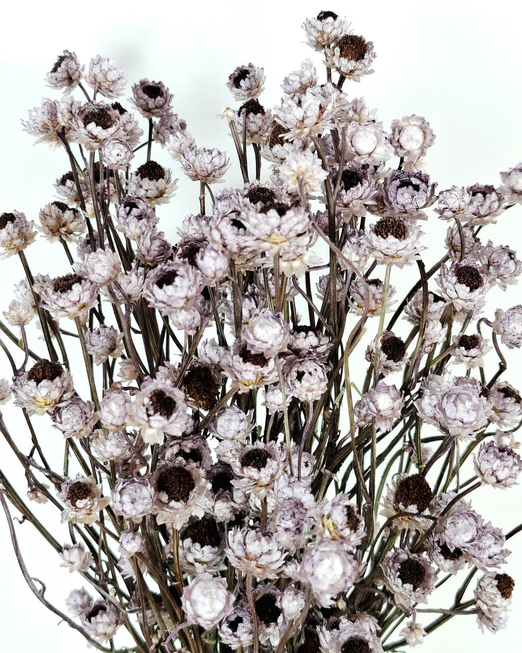 Dusty Lavender Ammobium Stems, Stabilized Dried Flowers, Floral Supply, DIY Craft Flowers, Wedding Florist Material, Candle Decor