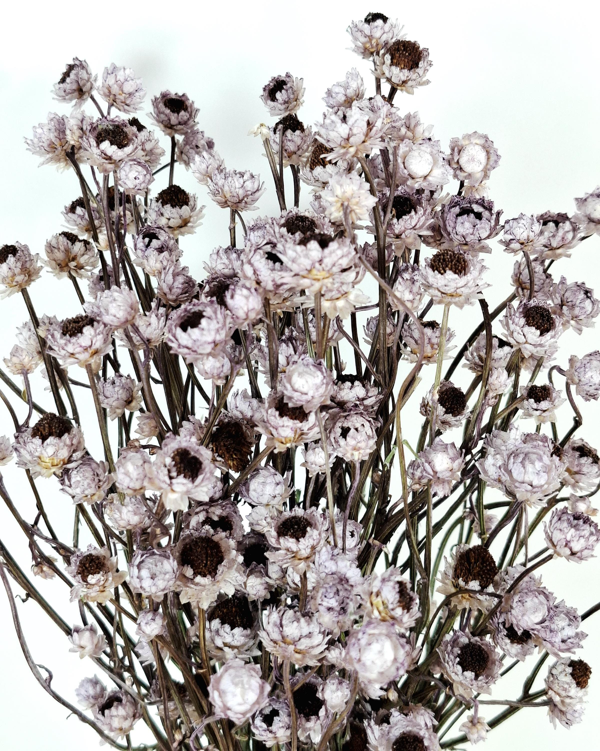 Dusty Lavender Ammobium Stems, Stabilized Dried Flowers, Floral Supply, DIY Craft Flowers, Wedding Florist Material, Candle Decor