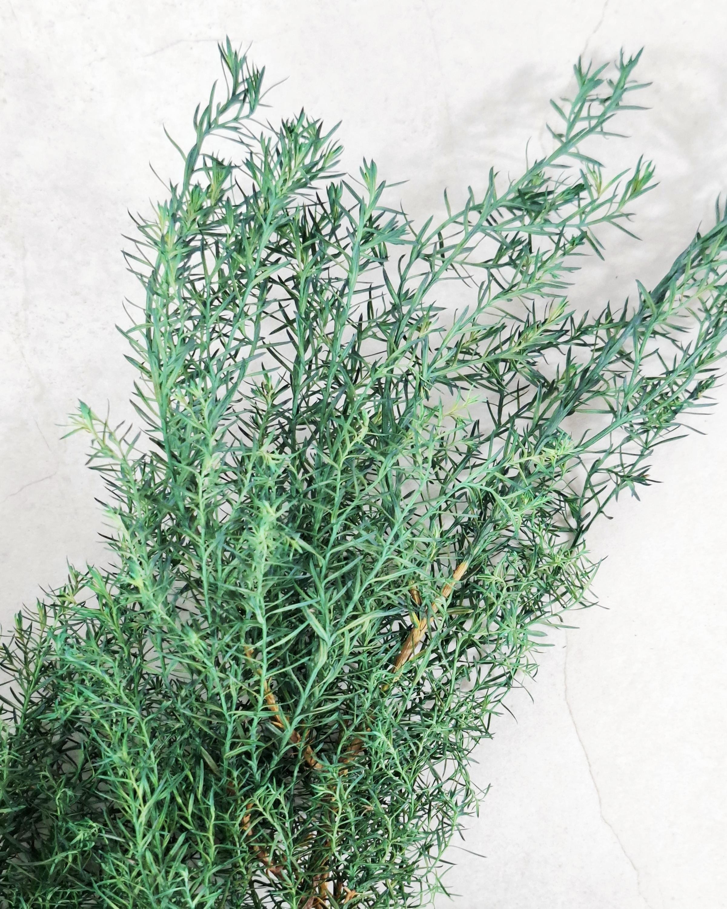 Stabilized Juniper Branch, Greenery Filler, Dried Green Foliage, Floral Supply, Wedding Greenery, Bouquet Filler, DIY Decor