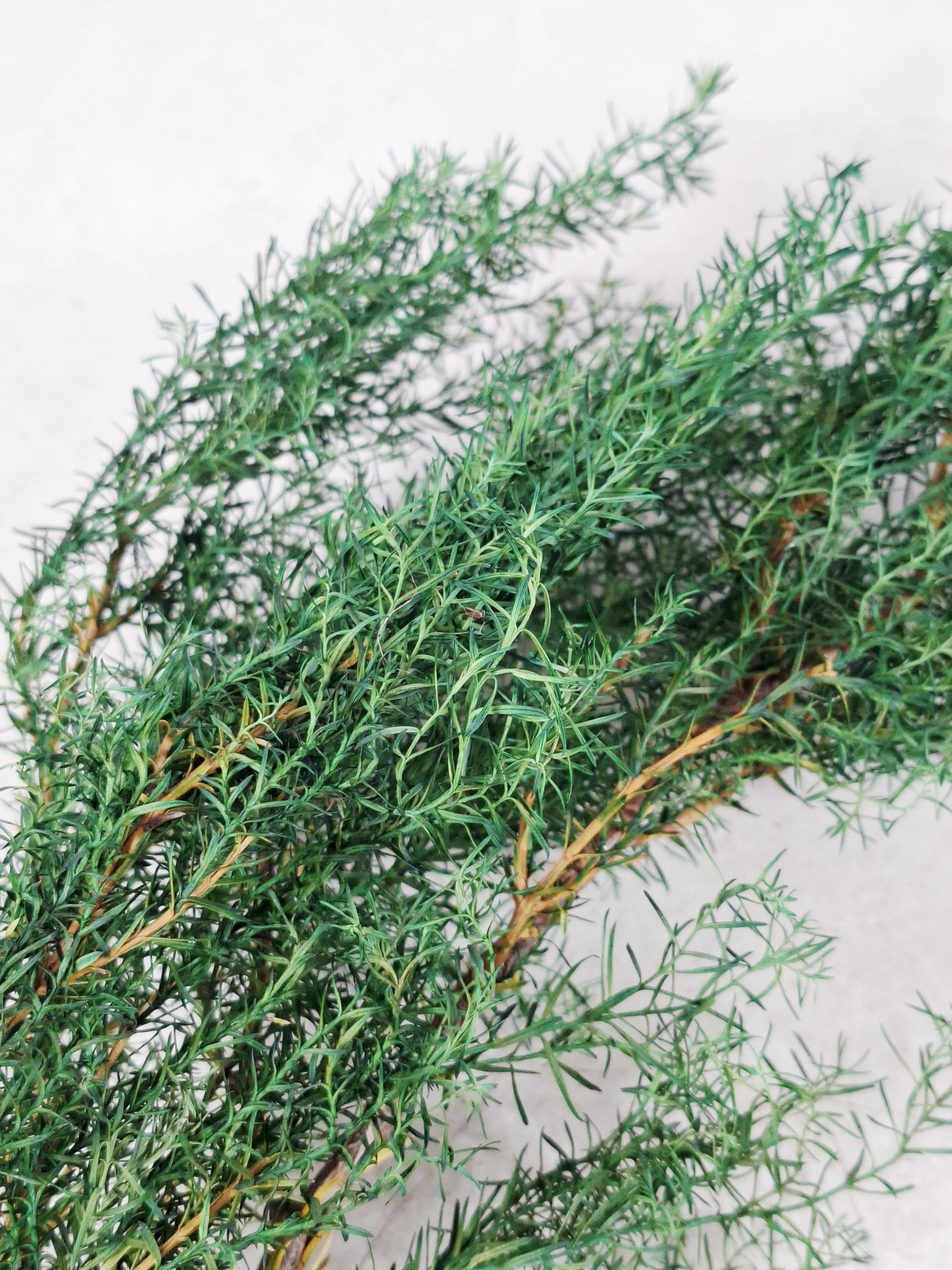 Stabilized Juniper Branch, Greenery Filler, Dried Green Foliage, Floral Supply, Wedding Greenery, Bouquet Filler, DIY Decor