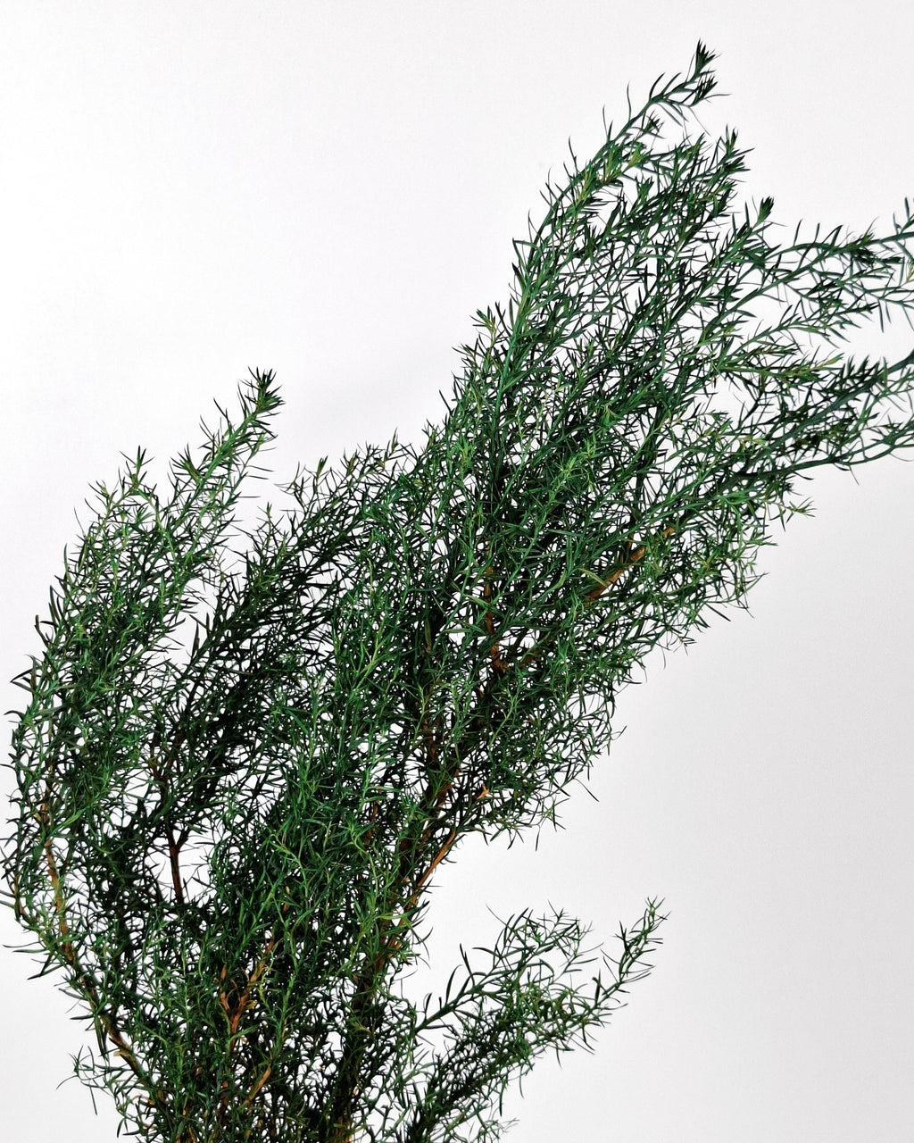 Stabilized Juniper Branch, Greenery Filler, Dried Green Foliage, Floral Supply, Wedding Greenery, Bouquet Filler, DIY Decor