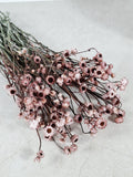 Dried Ammobium Stems | Preserved Flowers Supply | Dusty Rose Dried Flowers | Floral Material | DIY Craft Flowers | Wedding Floristry