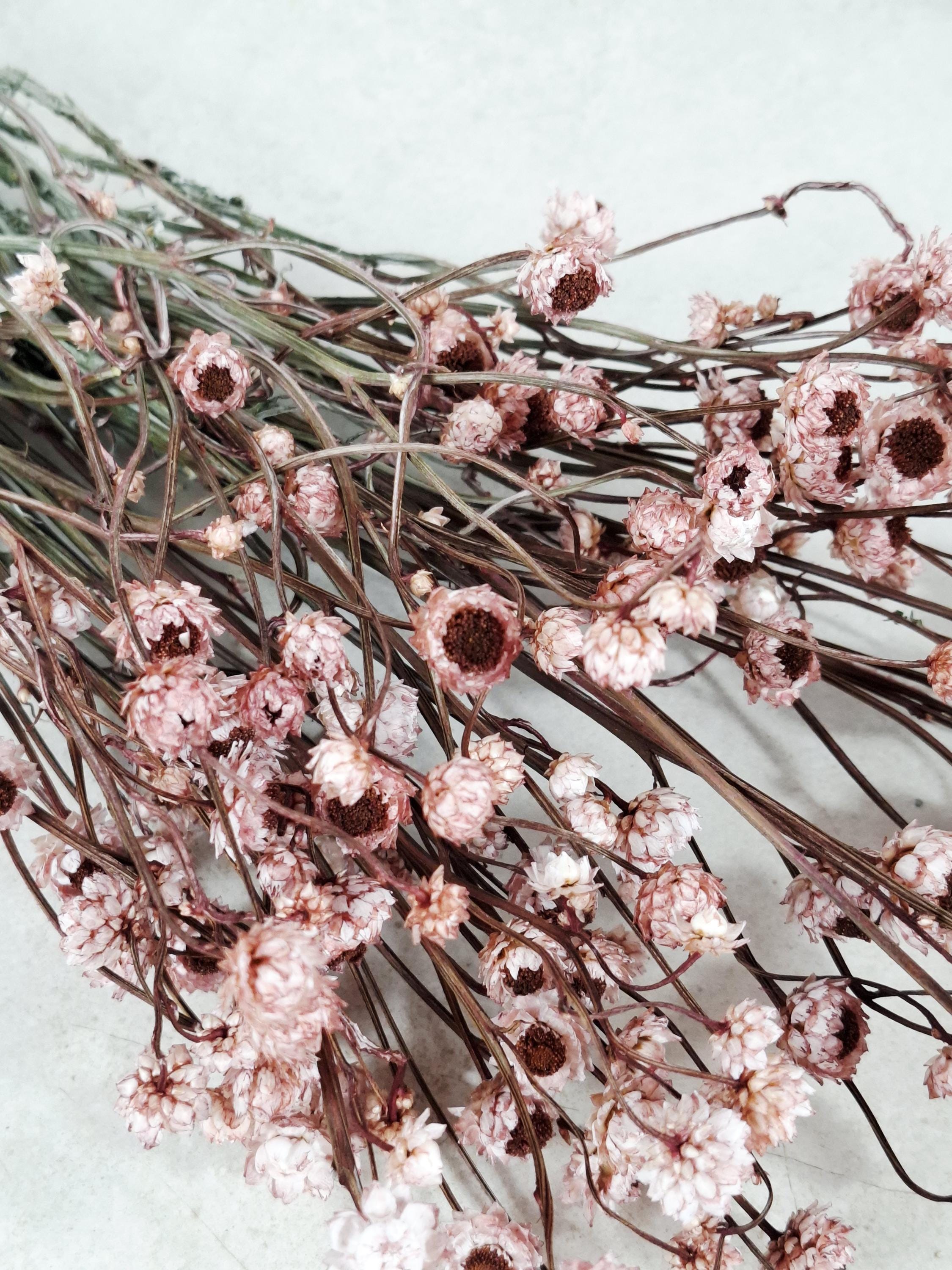 Dried Ammobium Stems | Preserved Flowers Supply | Dusty Rose Dried Flowers | Floral Material | DIY Craft Flowers | Wedding Floristry