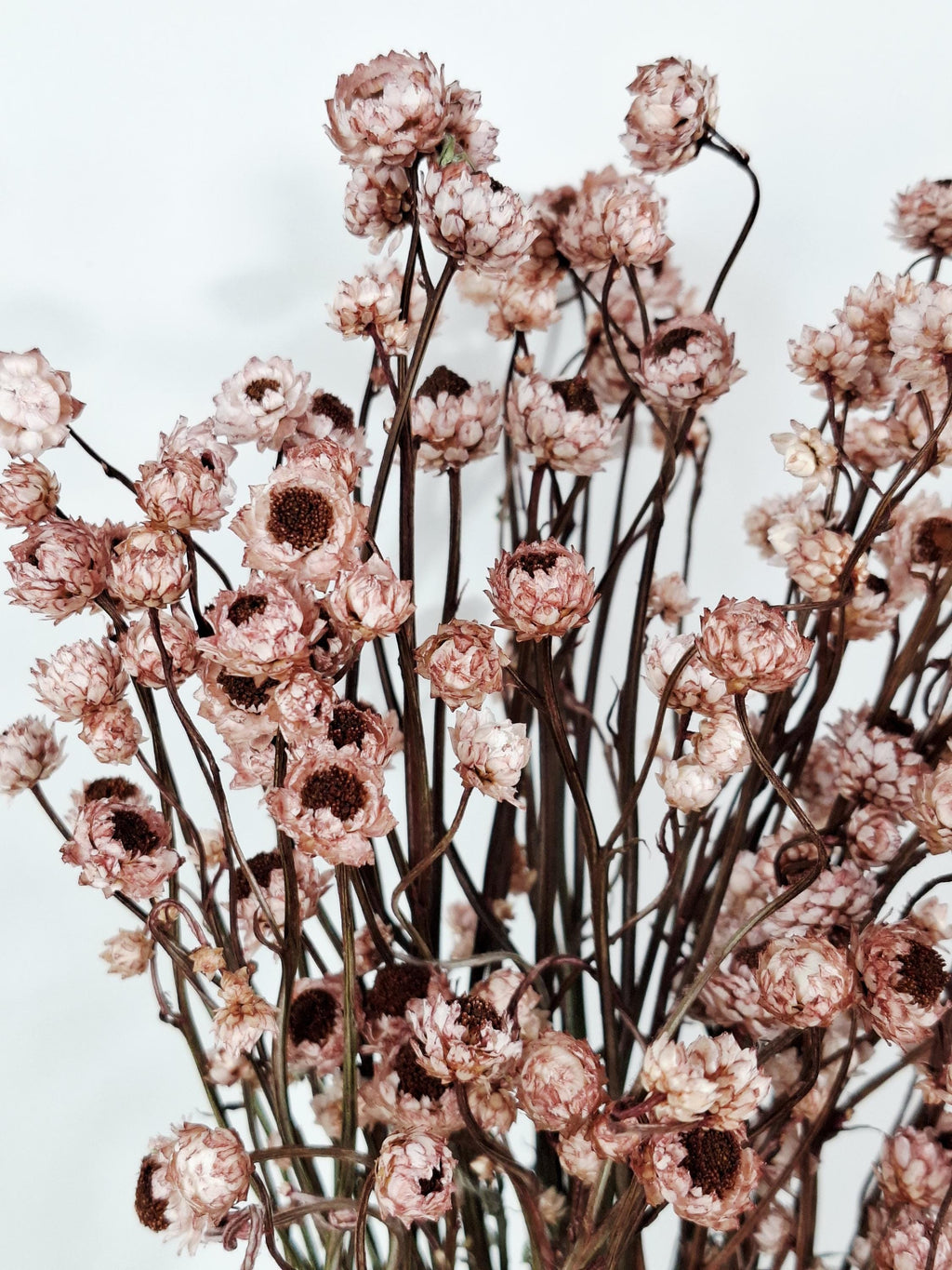 Dried Ammobium Stems | Preserved Flowers Supply | Dusty Rose Dried Flowers | Floral Material | DIY Craft Flowers | Wedding Floristry