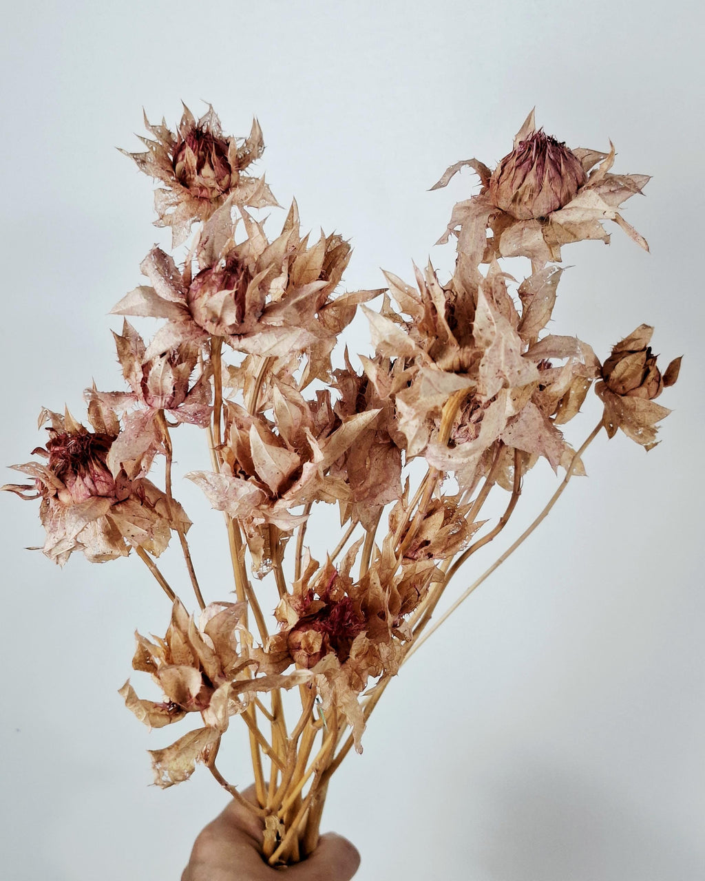 Dried Safflower Stems, Natural Blush Pink Beige Flowers, Dried Flower Material, Floristry Supply, Craft Flowers, Boho Decor