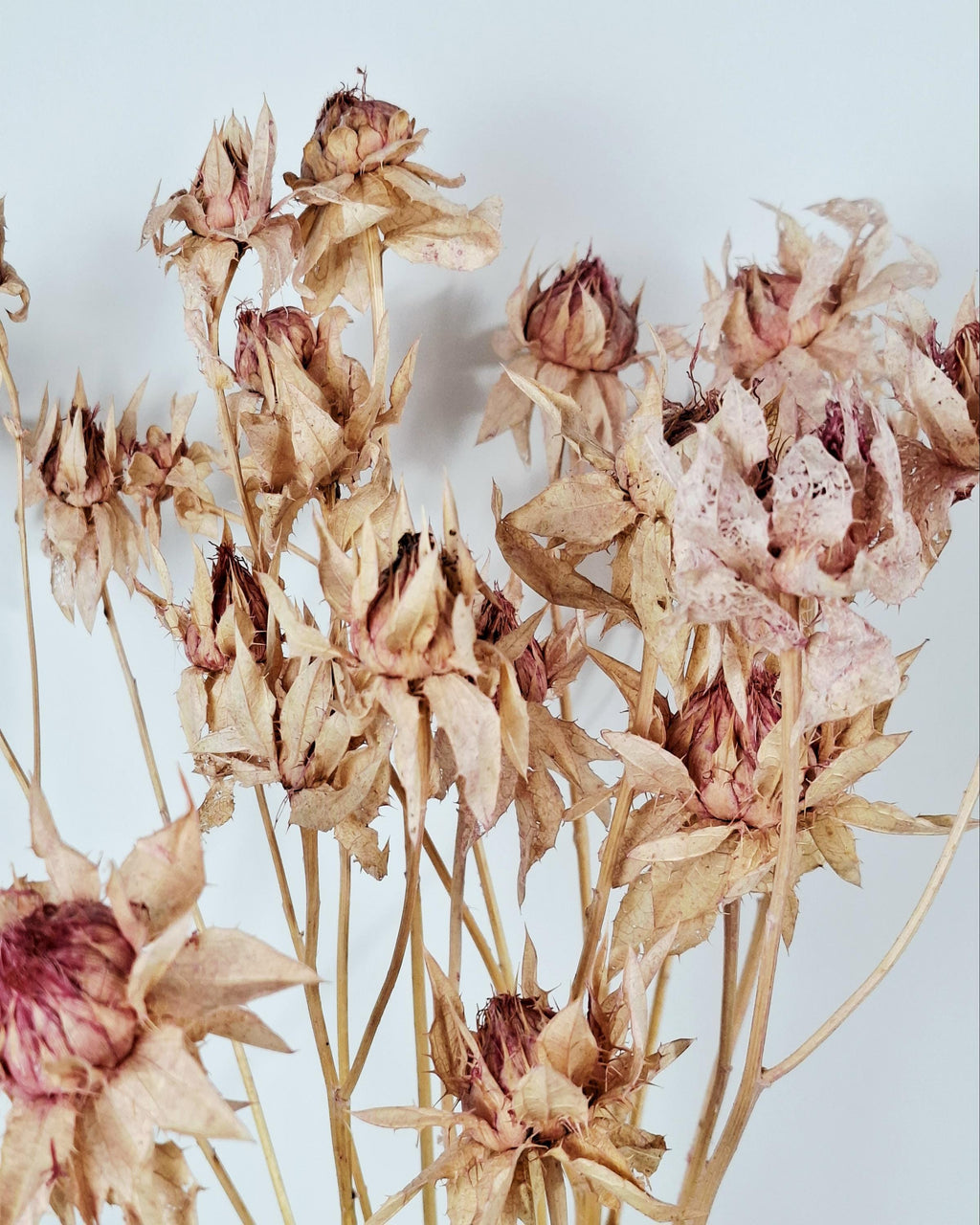 Dried Safflower Stems, Natural Blush Pink Beige Flowers, Dried Flower Material, Floristry Supply, Craft Flowers, Boho Decor