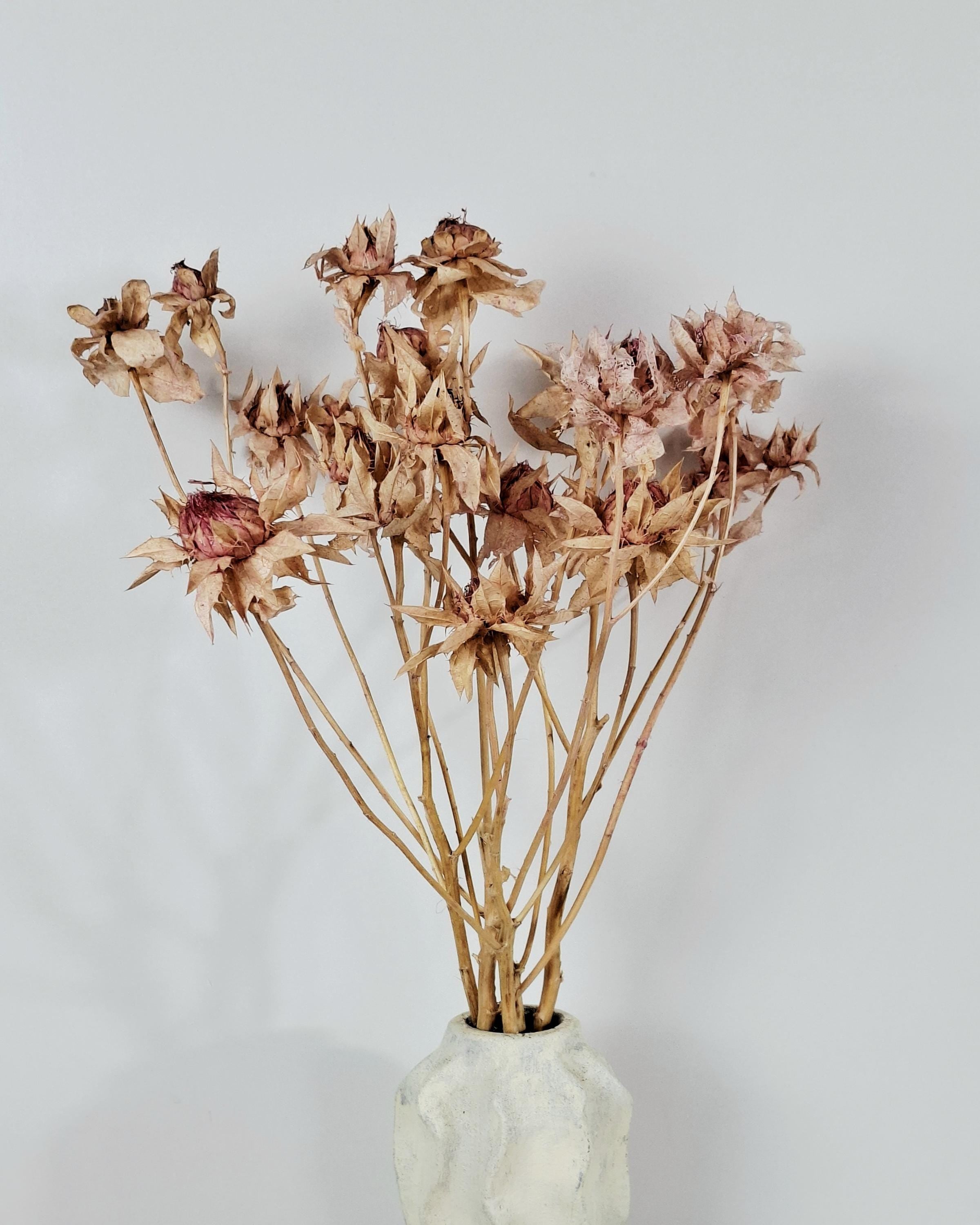 Dried Safflower Stems, Natural Blush Pink Beige Flowers, Dried Flower Material, Floristry Supply, Craft Flowers, Boho Decor